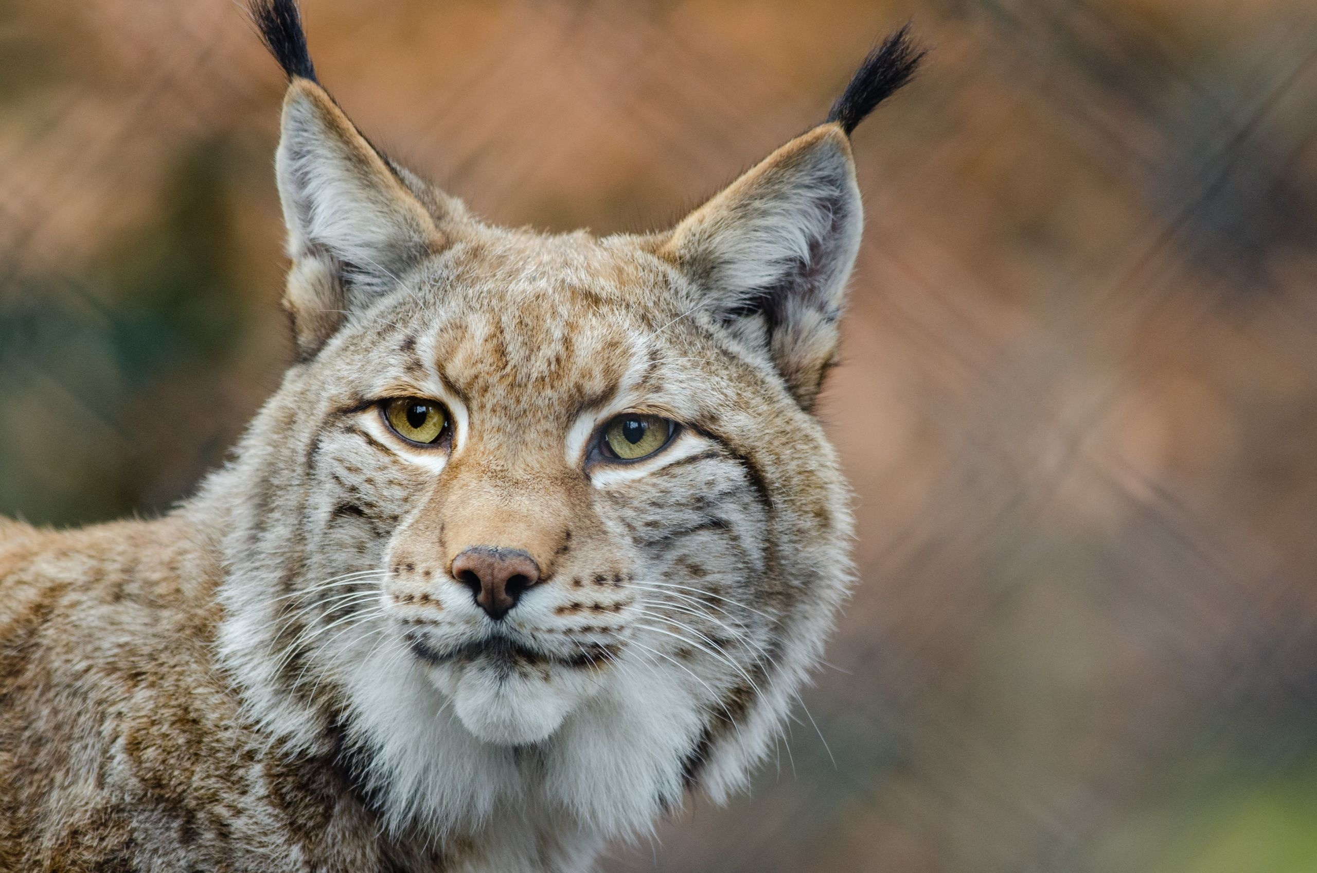 Lynx, Fascinating facts, NaturePBS blog, Mysterious predator, 2560x1700 HD Desktop