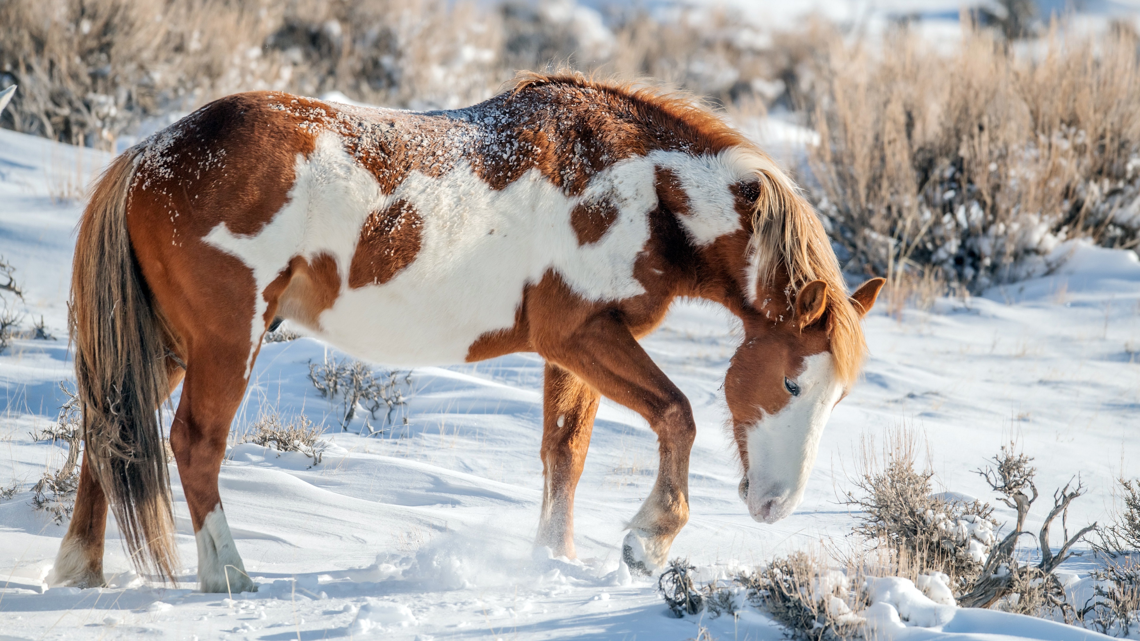 Horses in the Snow, Winter nature wallpaper, Majestic horse in snow, 3840x2160 4K Desktop