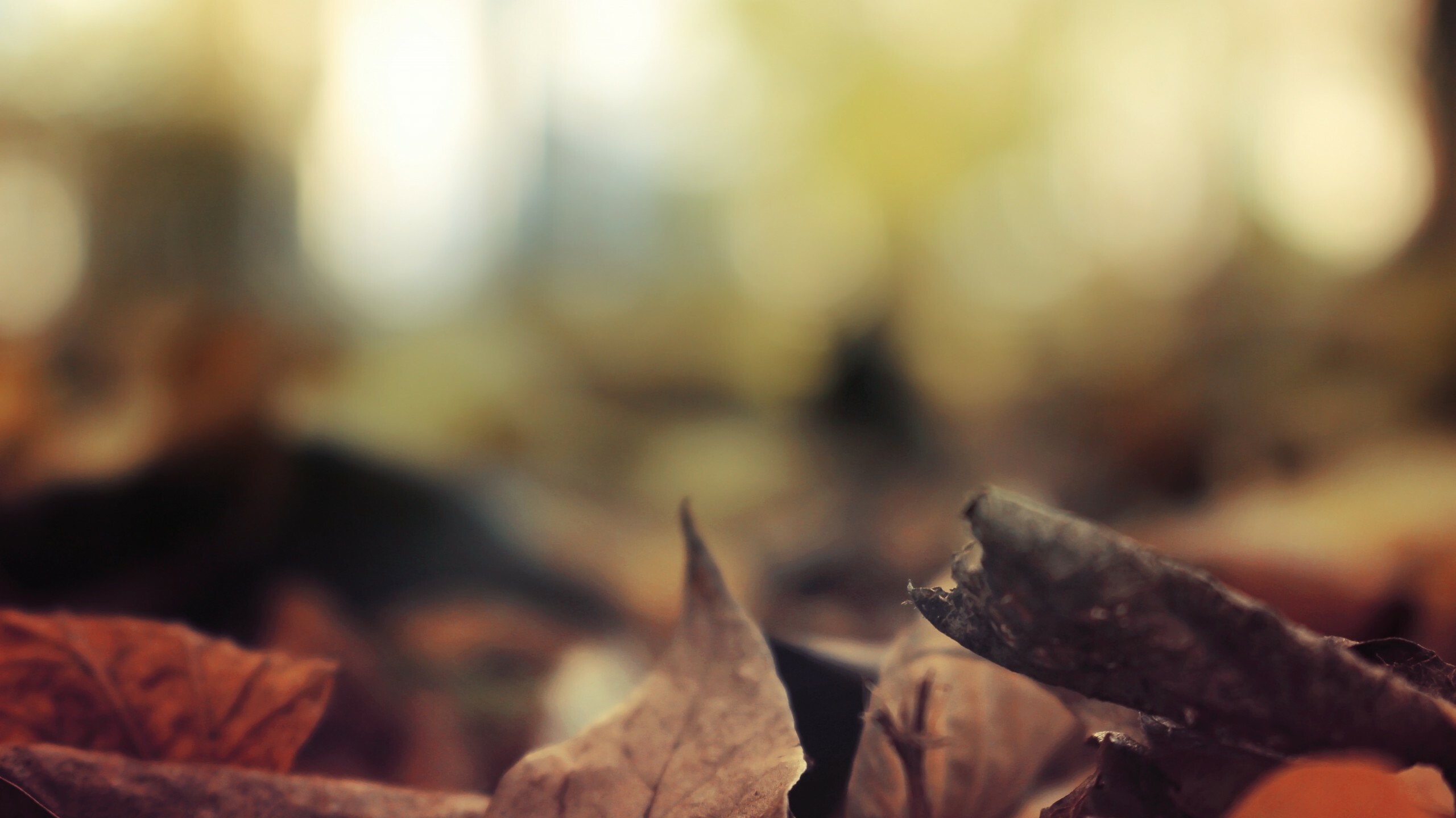 Leaves: Brown rusty foliage, Leaf senescence. 2560x1440 HD Background.