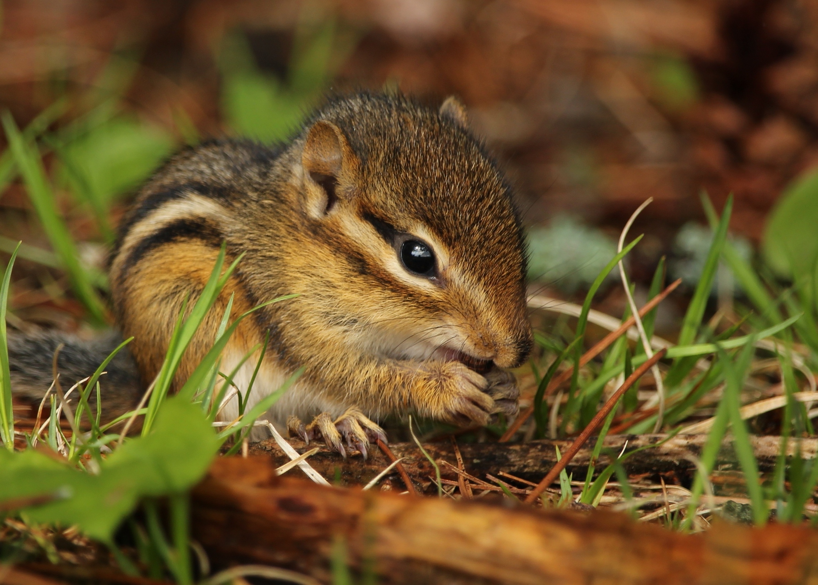 Chipmunk: Rodents found in North America, with the exception of the Siberian species. 2840x2030 HD Background.