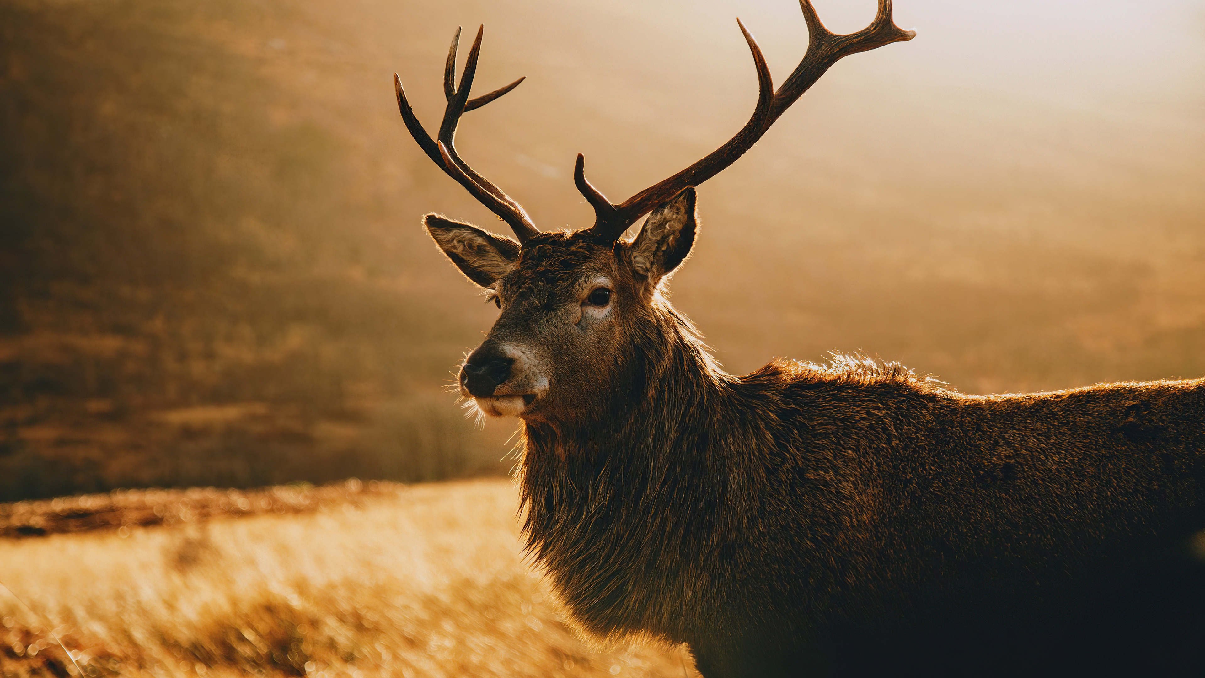 Graceful deer, Morning landscape, 4k beauty, Nature's masterpiece, 3840x2160 4K Desktop