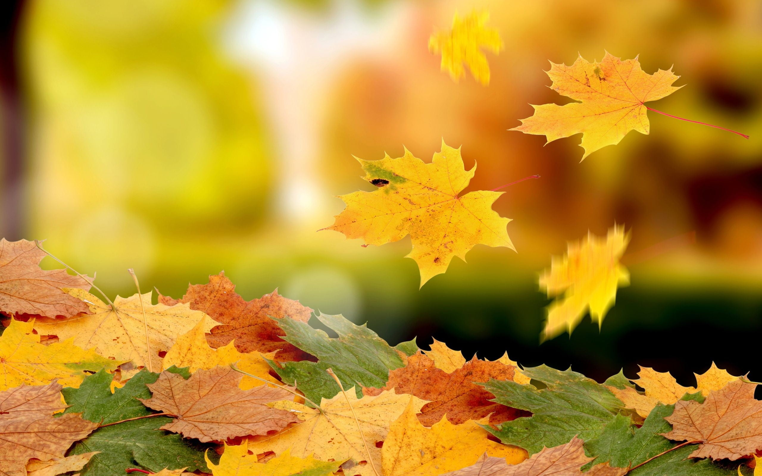 Pile of maple leaves, Macro photography, Fall season, Leafy abundance, 2560x1600 HD Desktop