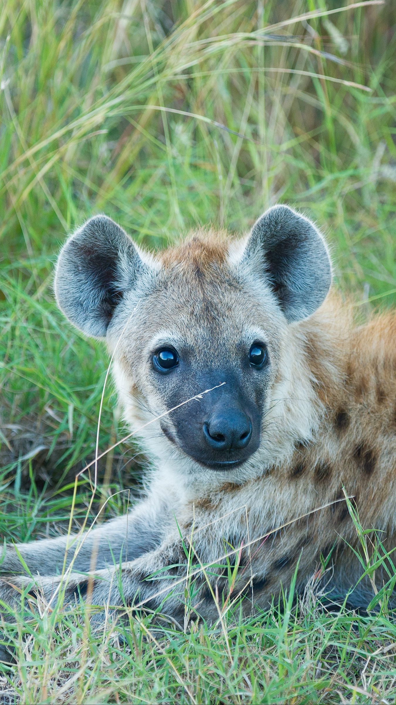 Hyena, Complex clan, A closer look, Londolozi blog, 1350x2400 HD Handy