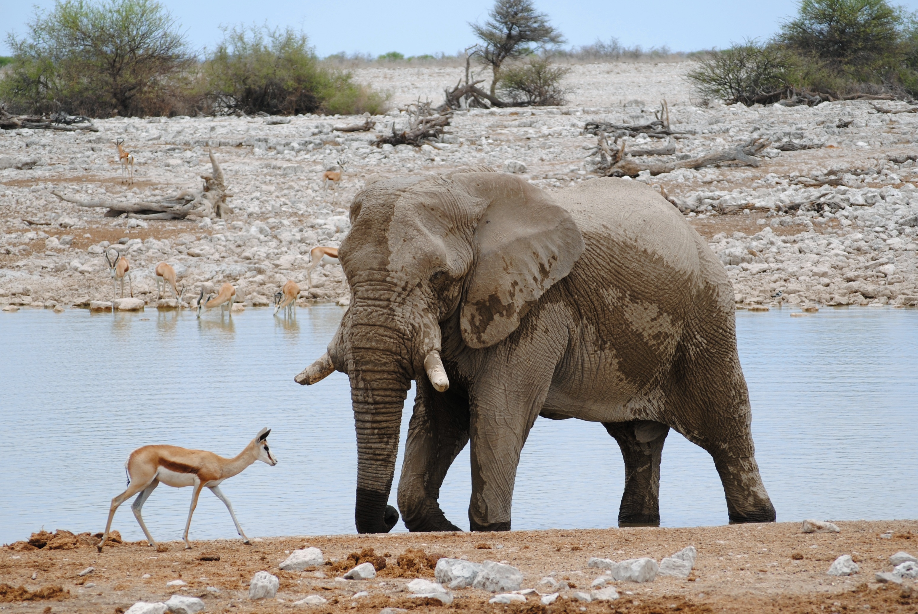 Etosha National Park, Elephant sightings, Natural waterhole, Namibian wildlife, 3100x2080 HD Desktop