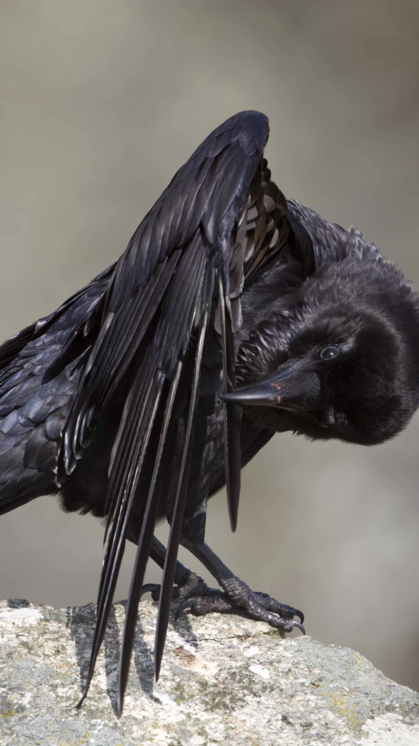Animal, Raven, Bird, Wildlife, 1440x2560 HD Phone