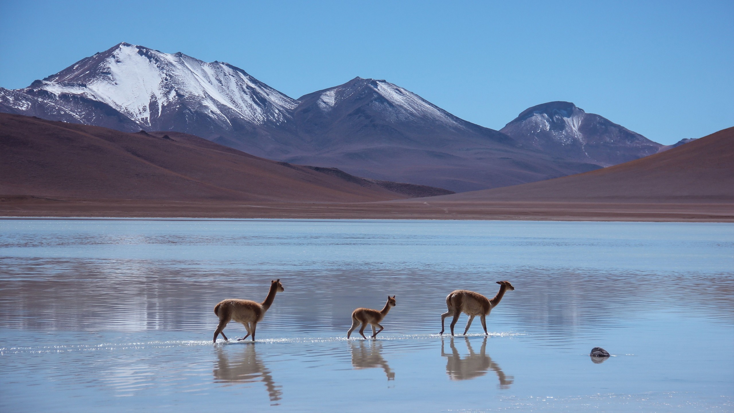 Bolivia, Lama, Laguna Blanca, Mountains, 2560x1440 HD Desktop
