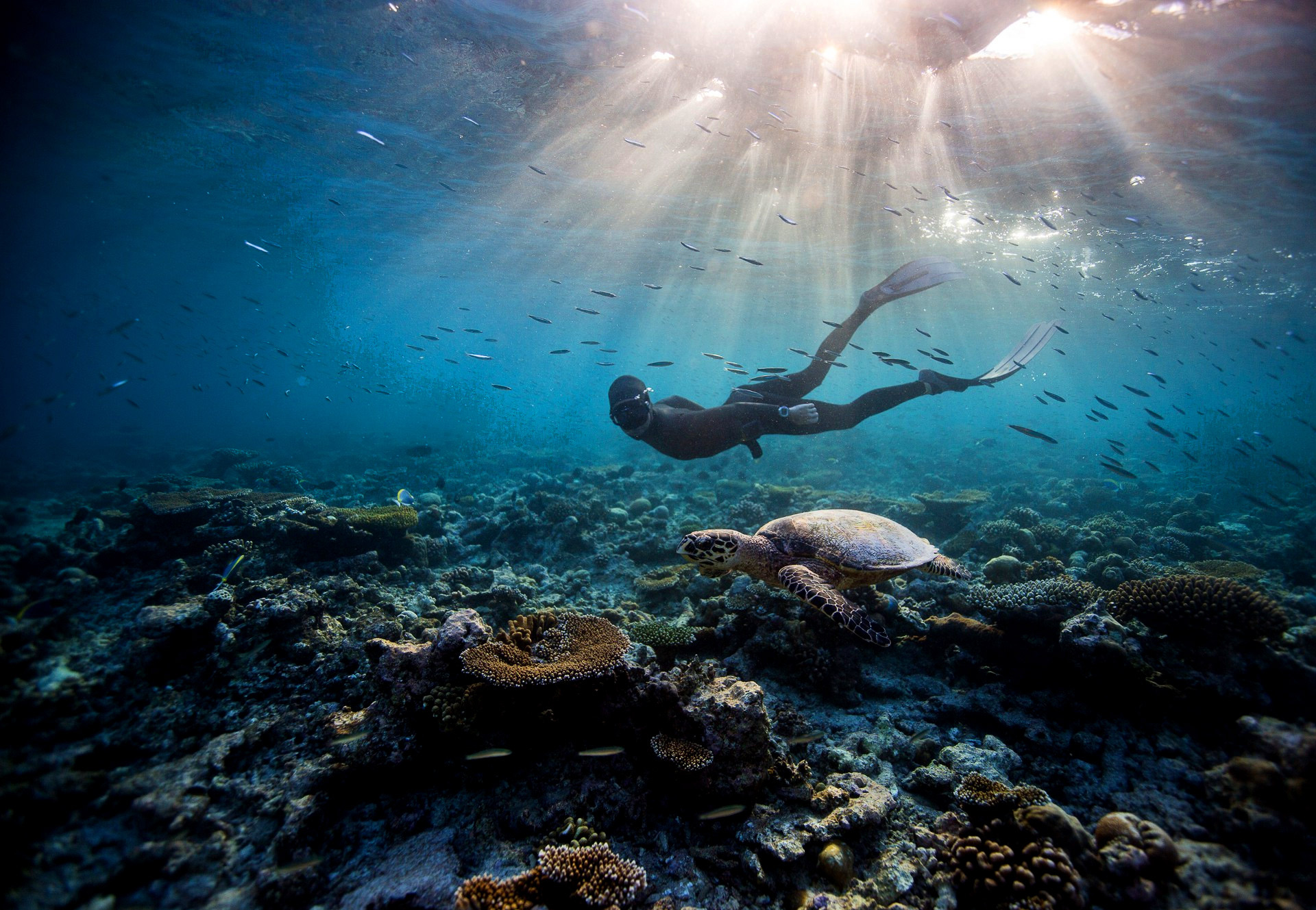 Freediving: Underwater swimming with turtles in Thailand, Skin diving activity. 1920x1330 HD Background.