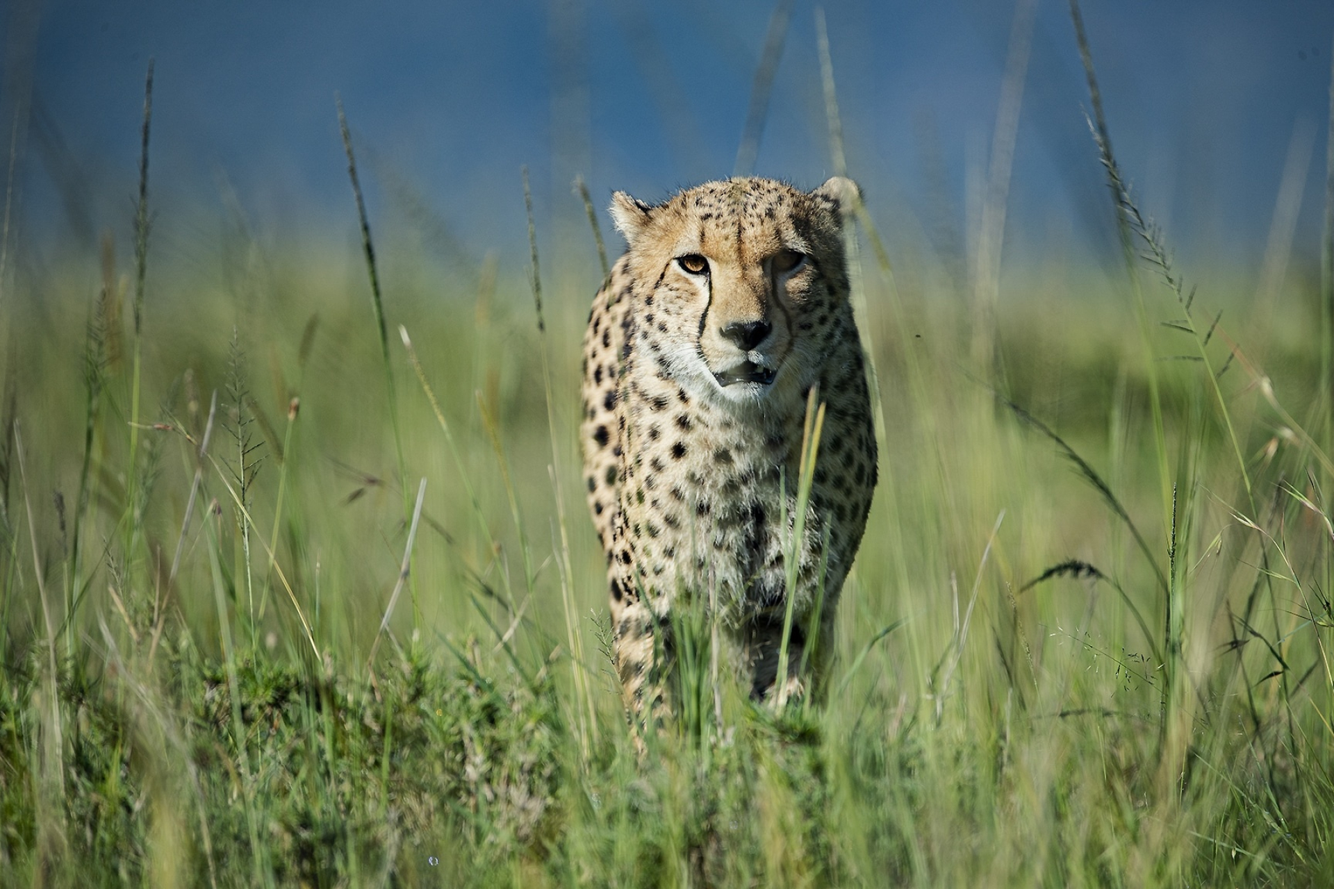 Kenya New Years Masai Mara, Photo tour 2022, 1920x1280 HD Desktop