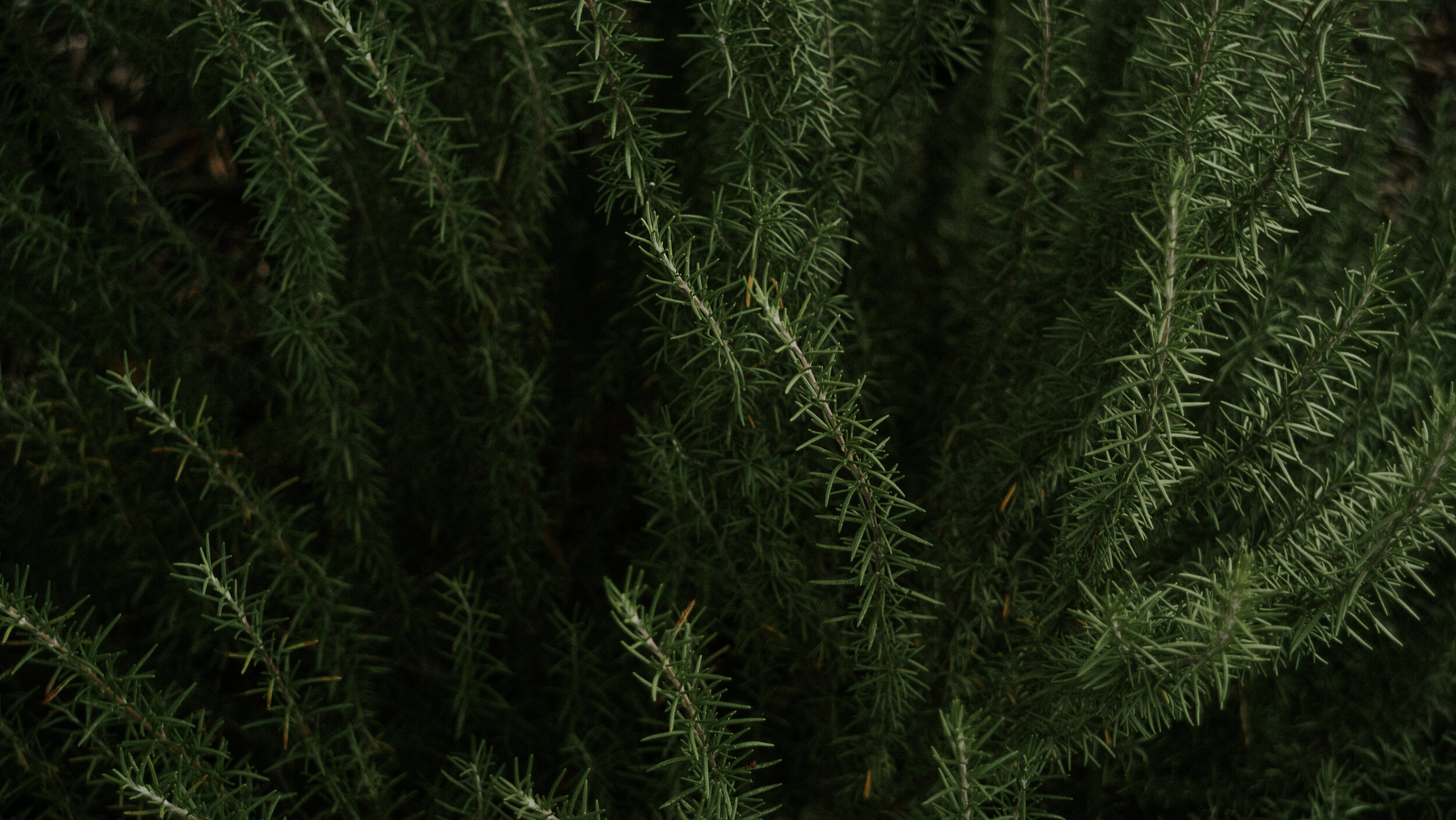 Rosemary's legacy, Earthly remembrance, Crafted memories, Commemorative herb, 2500x1410 HD Desktop