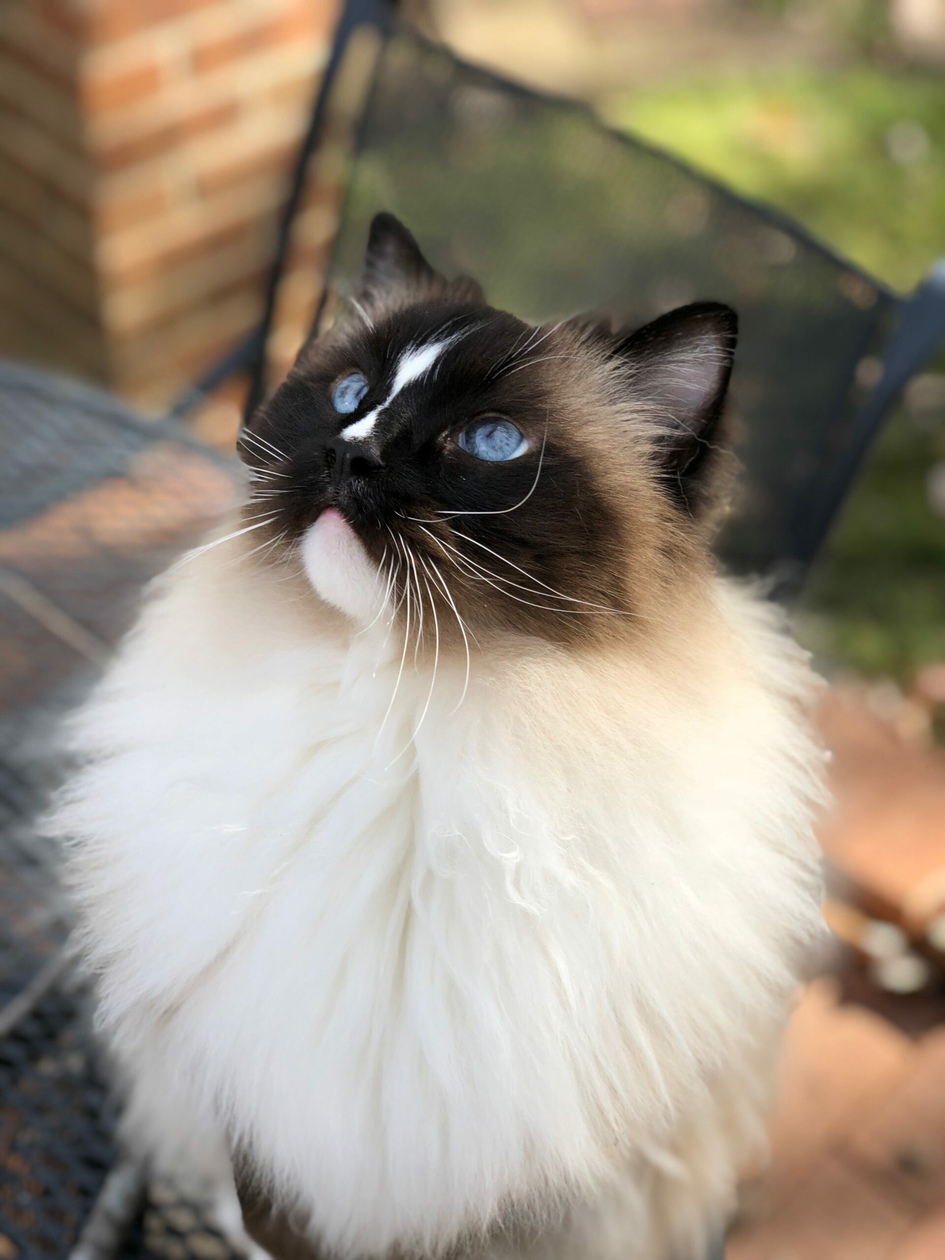 Ragdoll: Its morphology is large and weighty, and it has a semi-long and silky soft coat, Pet. 1920x2560 HD Wallpaper.