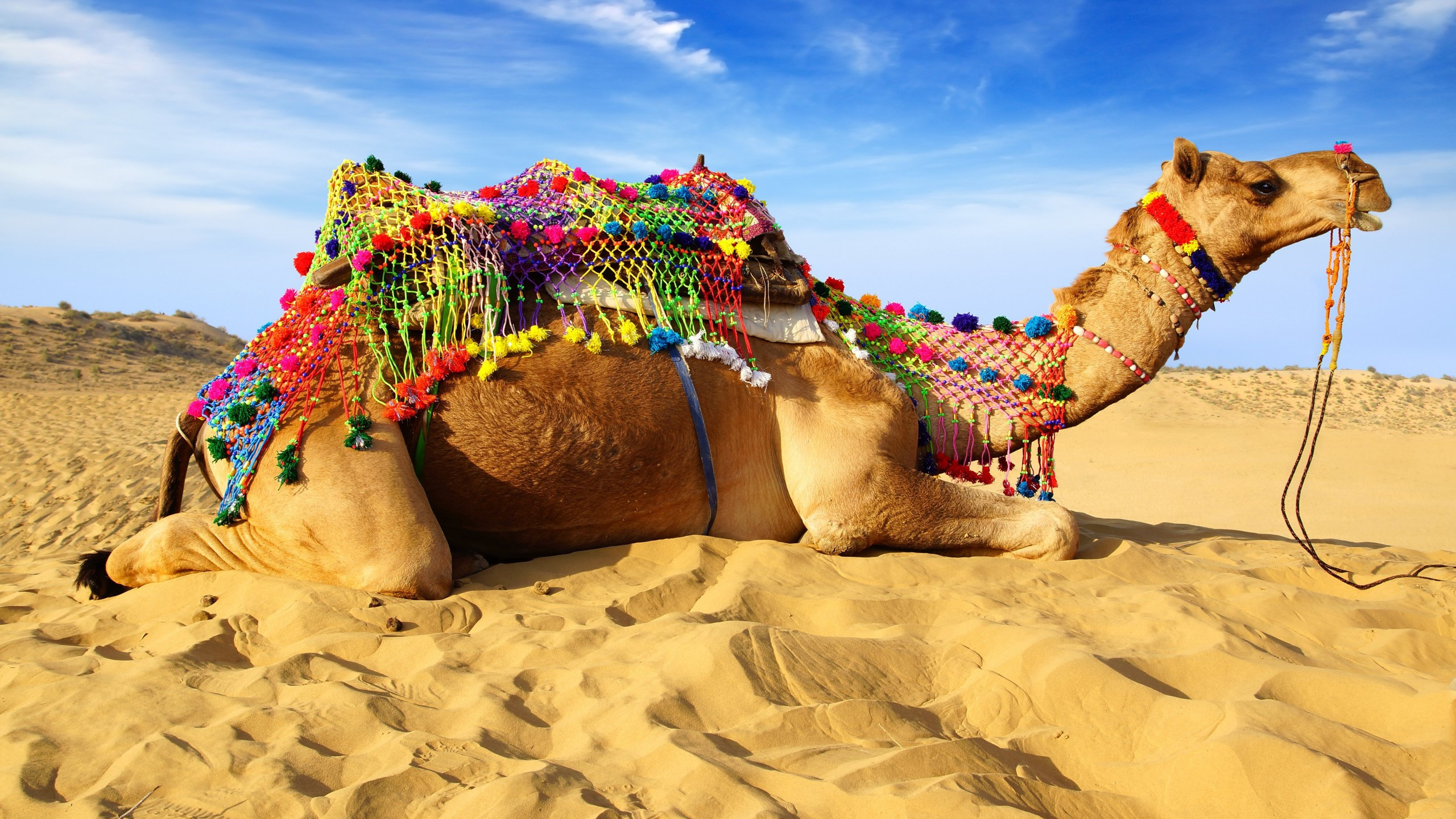 Desert repose, Sandy landscapes, Imac wallpaper, Camel imagery, 2560x1440 HD Desktop