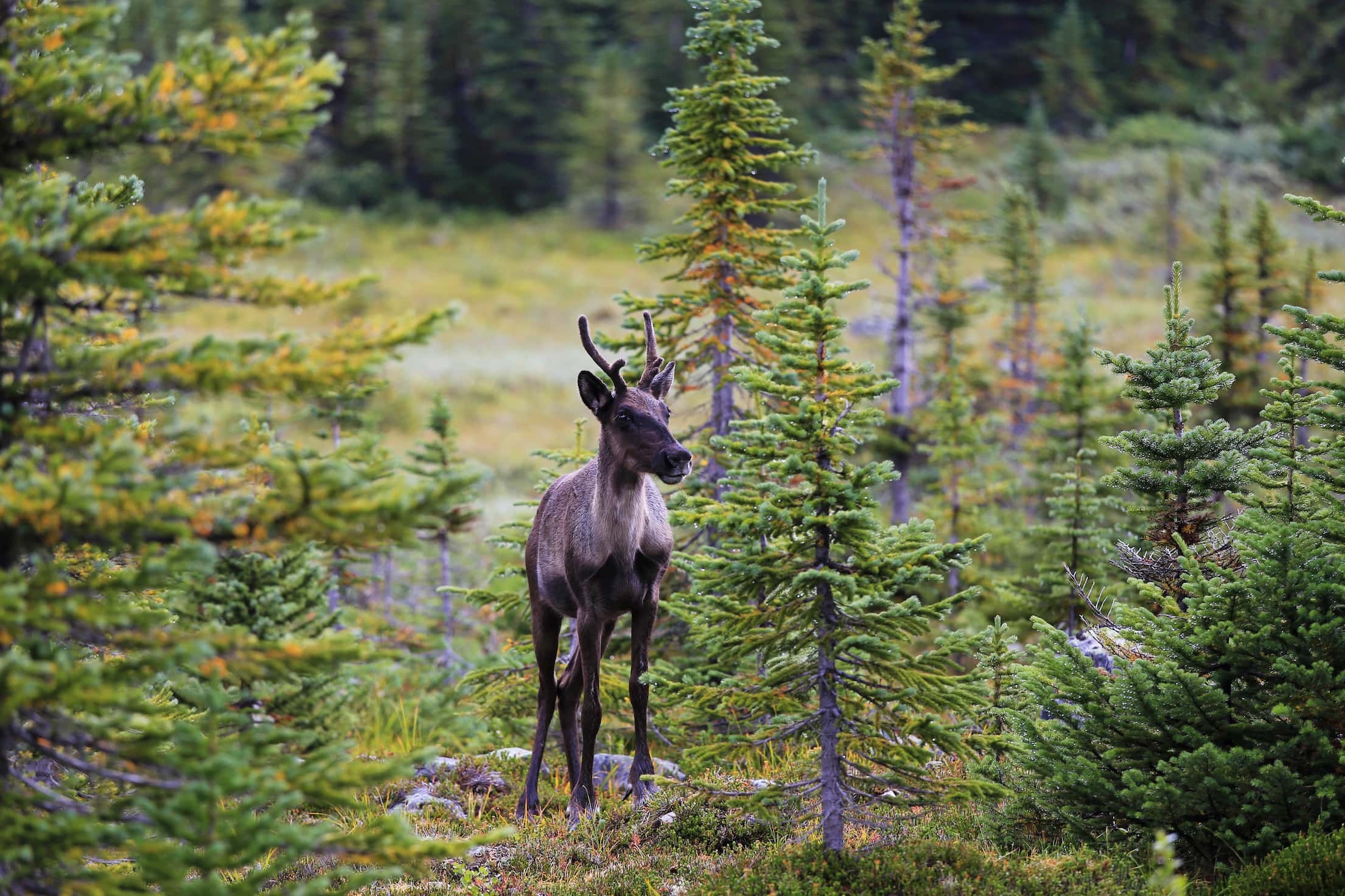 Jasper National Park, Caribou population, Conservation campaign, Last chance to save, 2210x1480 HD Desktop