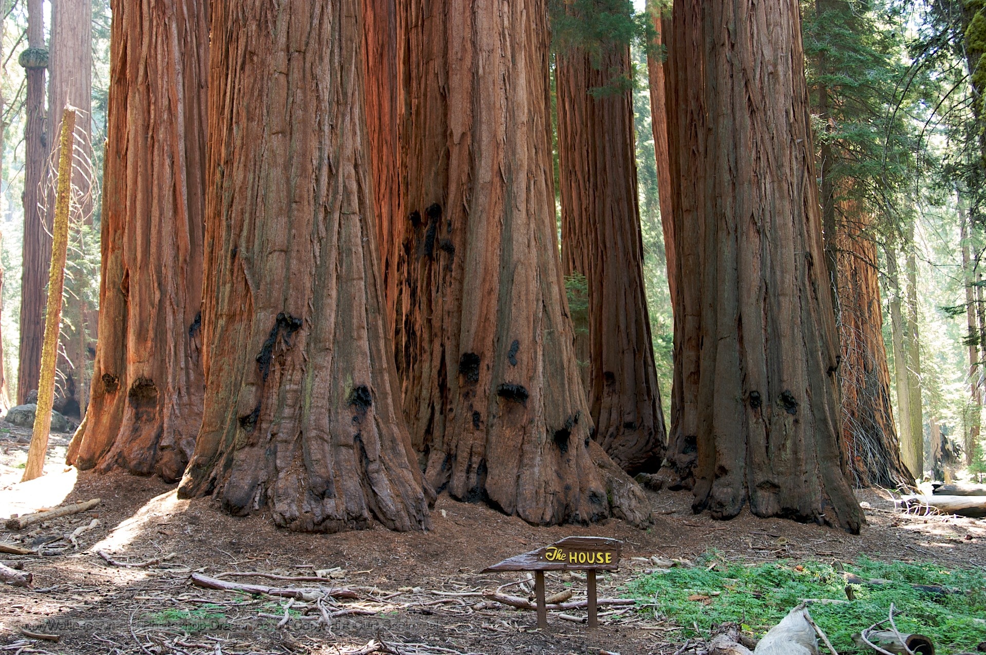 Sequoia backgrounds, Majestic giants, Tree appreciation, Botanical marvels, 1920x1280 HD Desktop