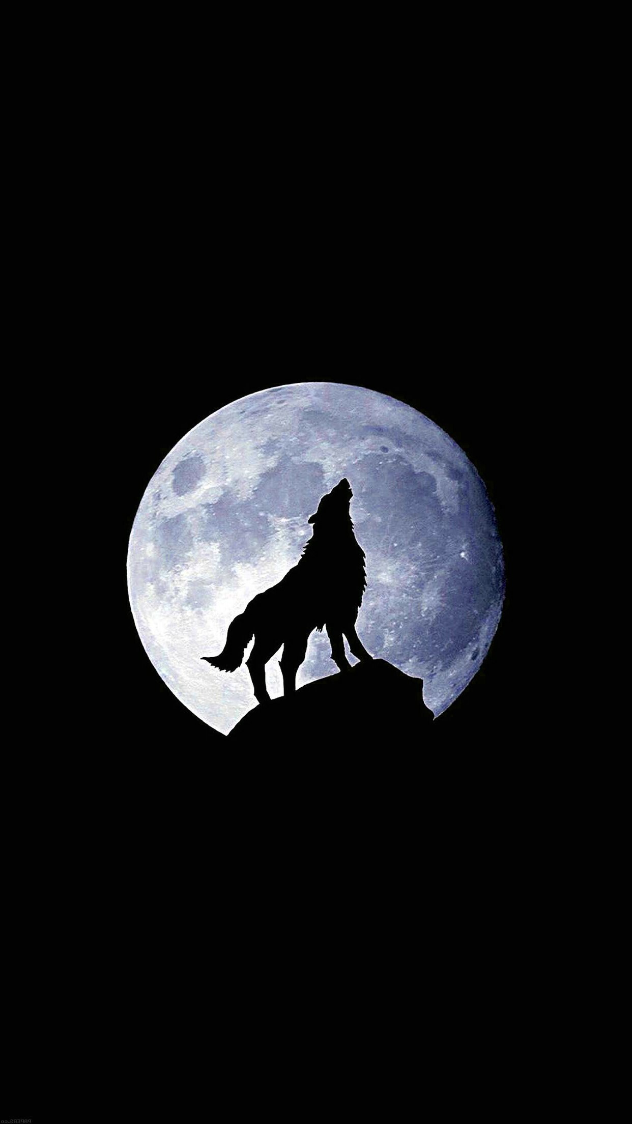 Wolf: In North America, the wolf's diet is dominated by wild large hoofed mammals and medium-sized mammals. 1250x2210 HD Wallpaper.