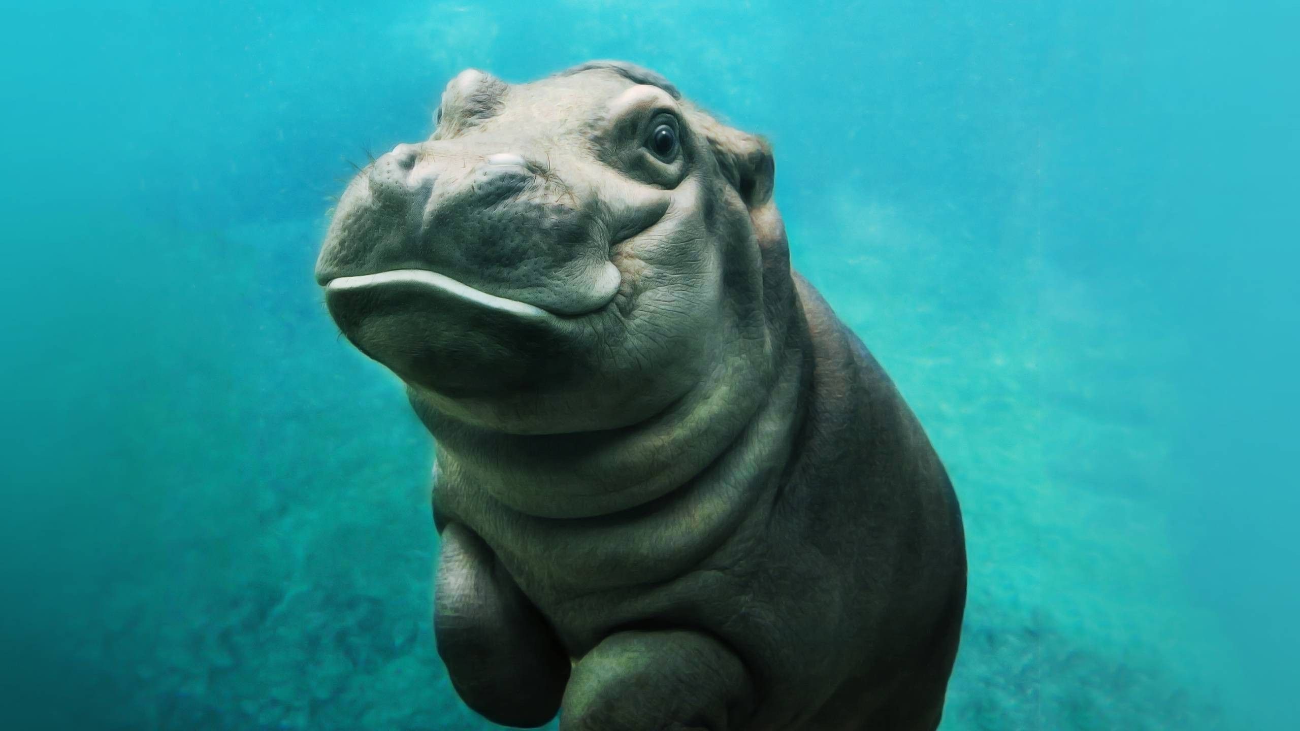 Hippo animals, Baby hippos, Mammals' cuteness, Animal wallpapers, 2560x1440 HD Desktop