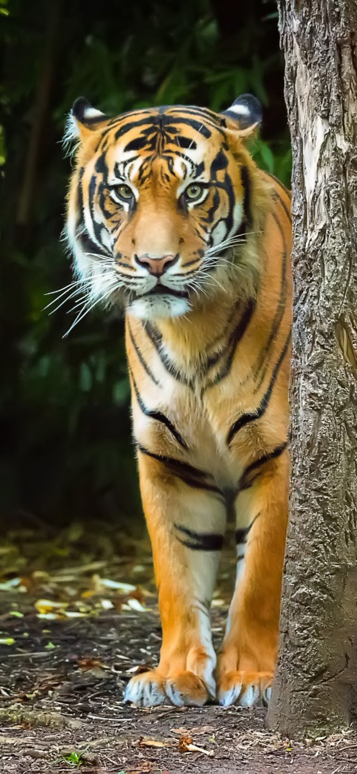 Tiger: Presently, tigers are found in a variety of habitats across South and Southeast Asia, China, and Eastern Russia. 1170x2540 HD Background.