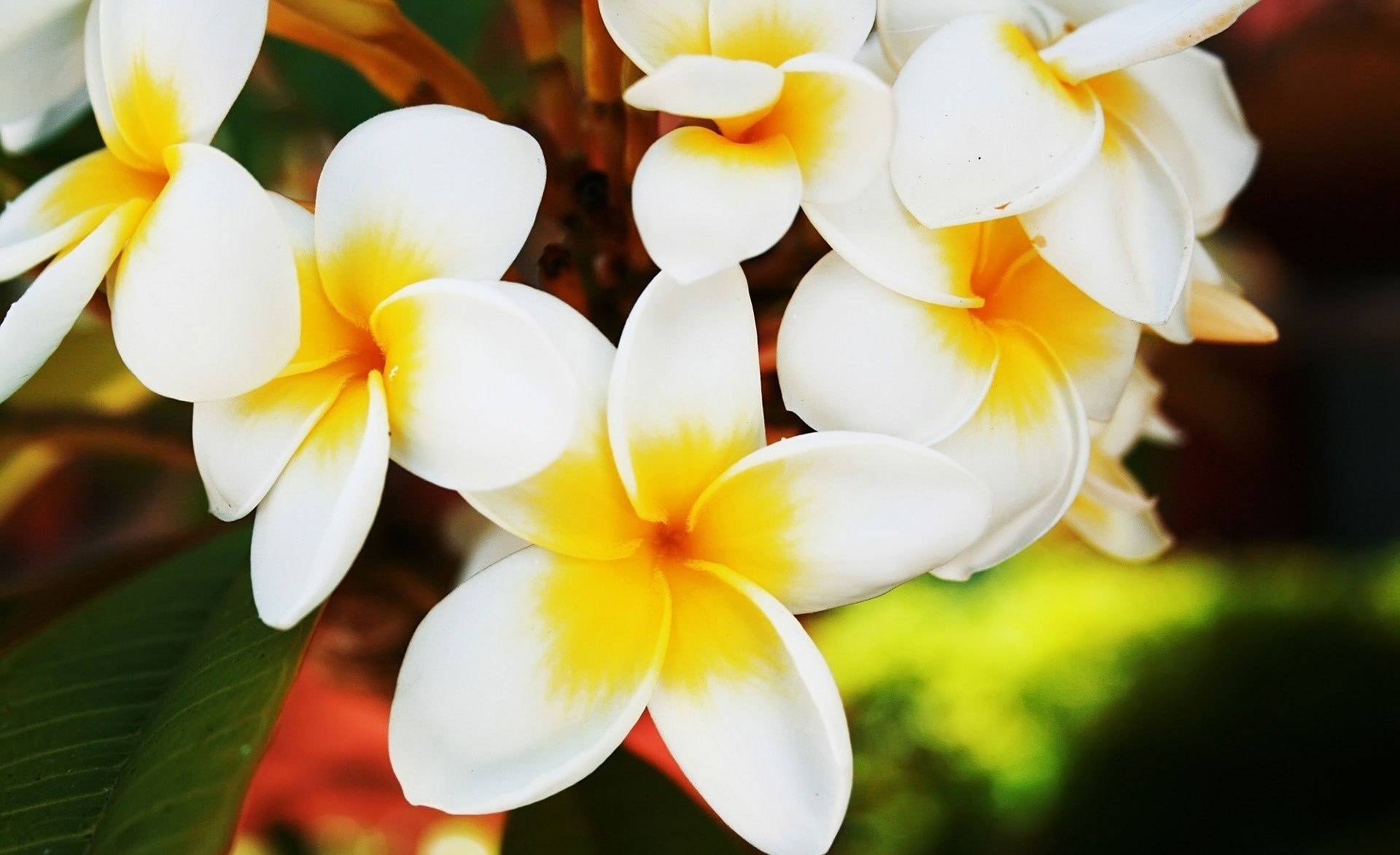 Hawaiian Flower, Frangipani, HD wallpapers, And backgrounds, 1920x1180 HD Desktop