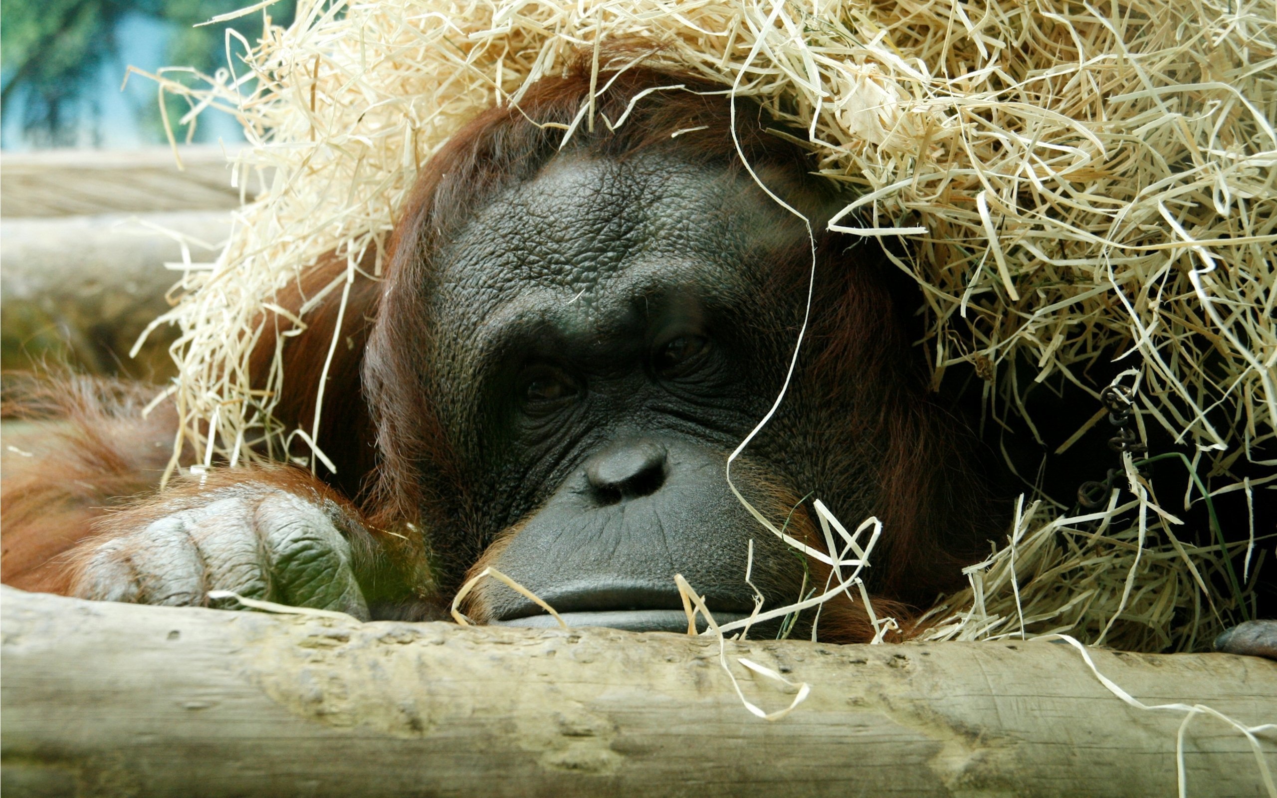 Orangutan, Wallpaper HD, Desktop backgrounds, Primate beauty, 2560x1600 HD Desktop