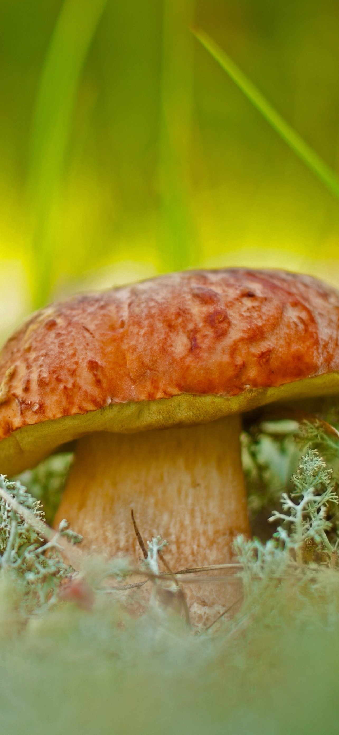 Earth mushroom, Natural wonder, Fungal marvel, Nature's artwork, 1290x2780 HD Handy