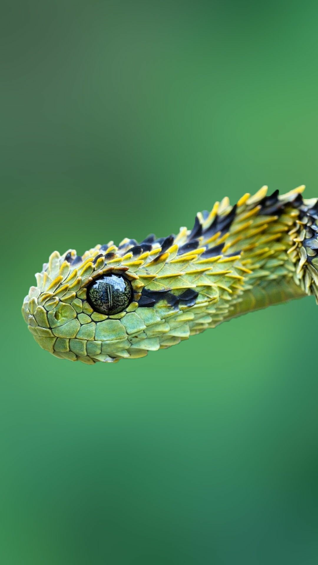 Snake: Have long, slender bodies and lack of legs, eyelids, or ear flaps. 1080x1920 Full HD Background.