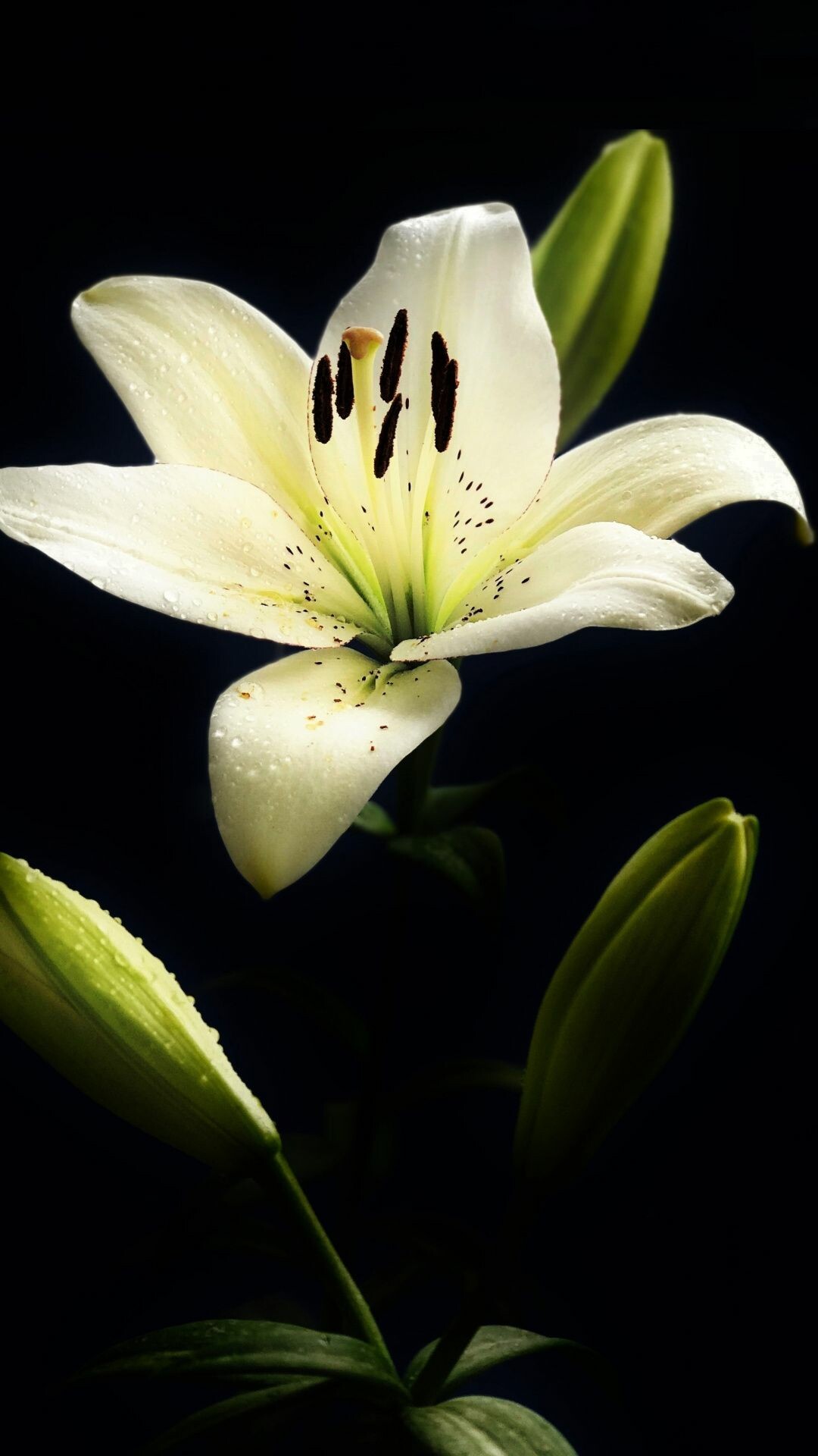 Lily: With colorful, star-shaped flowers, lilies give star power to summer gardens. 1080x1920 Full HD Background.