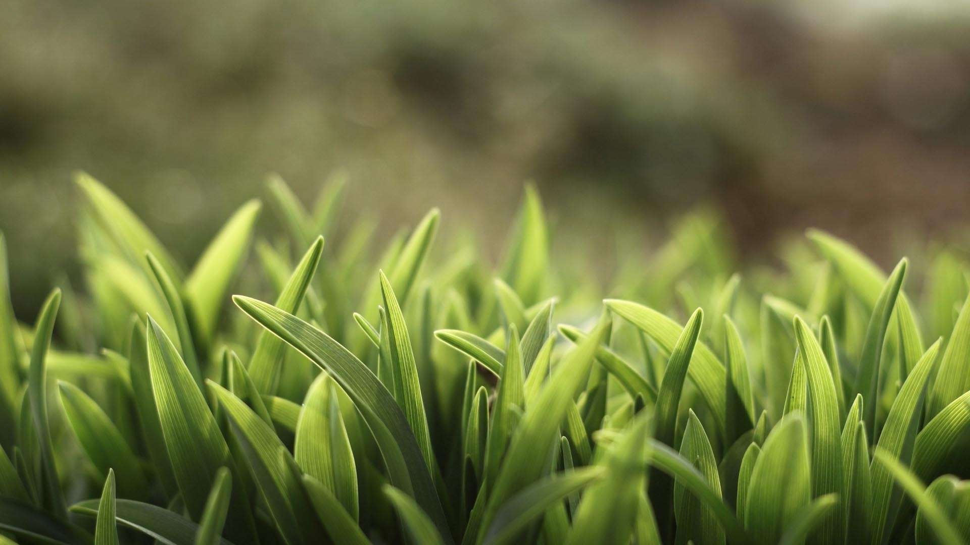HD grass wallpapers, Lush greenery, Fresh spring, Vibrant foliage, 1920x1080 Full HD Desktop