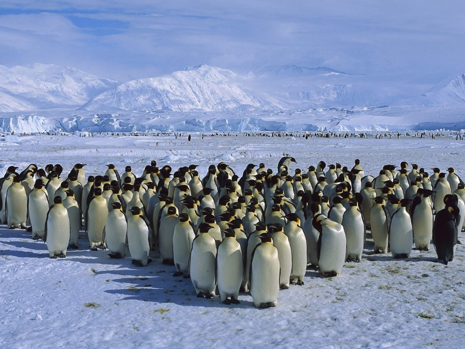 Antarctica, Emperor Penguin, Colony, Backgrounds, 1930x1450 HD Desktop