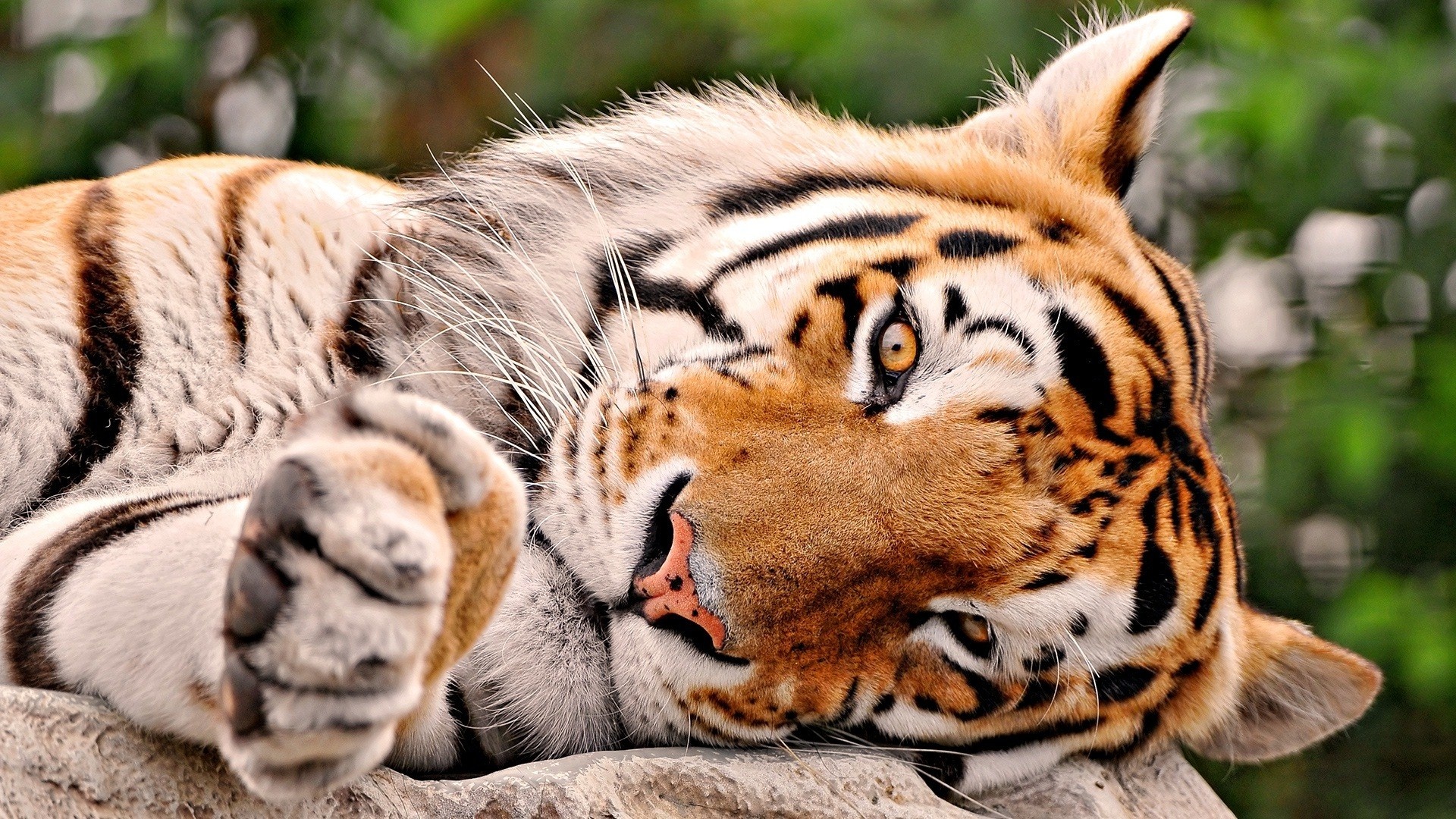 Jungle Animal, Tiger wallpaper, Thrilling KDE design, Fierce and fearless, 1920x1080 Full HD Desktop