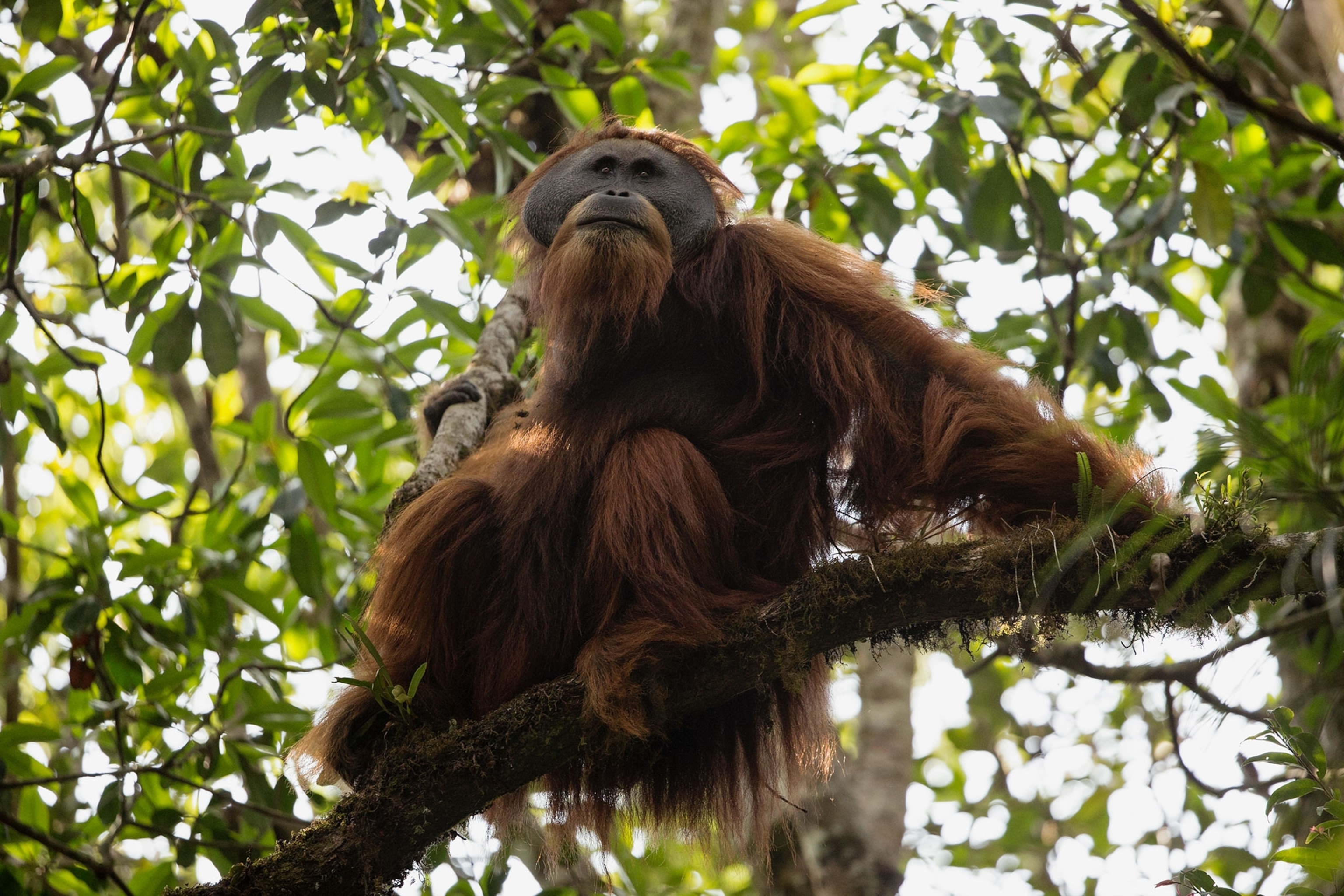 New species of orangutan, Rarest great ape, Earth's incredible wonders, Wildlife discovery, 3080x2050 HD Desktop