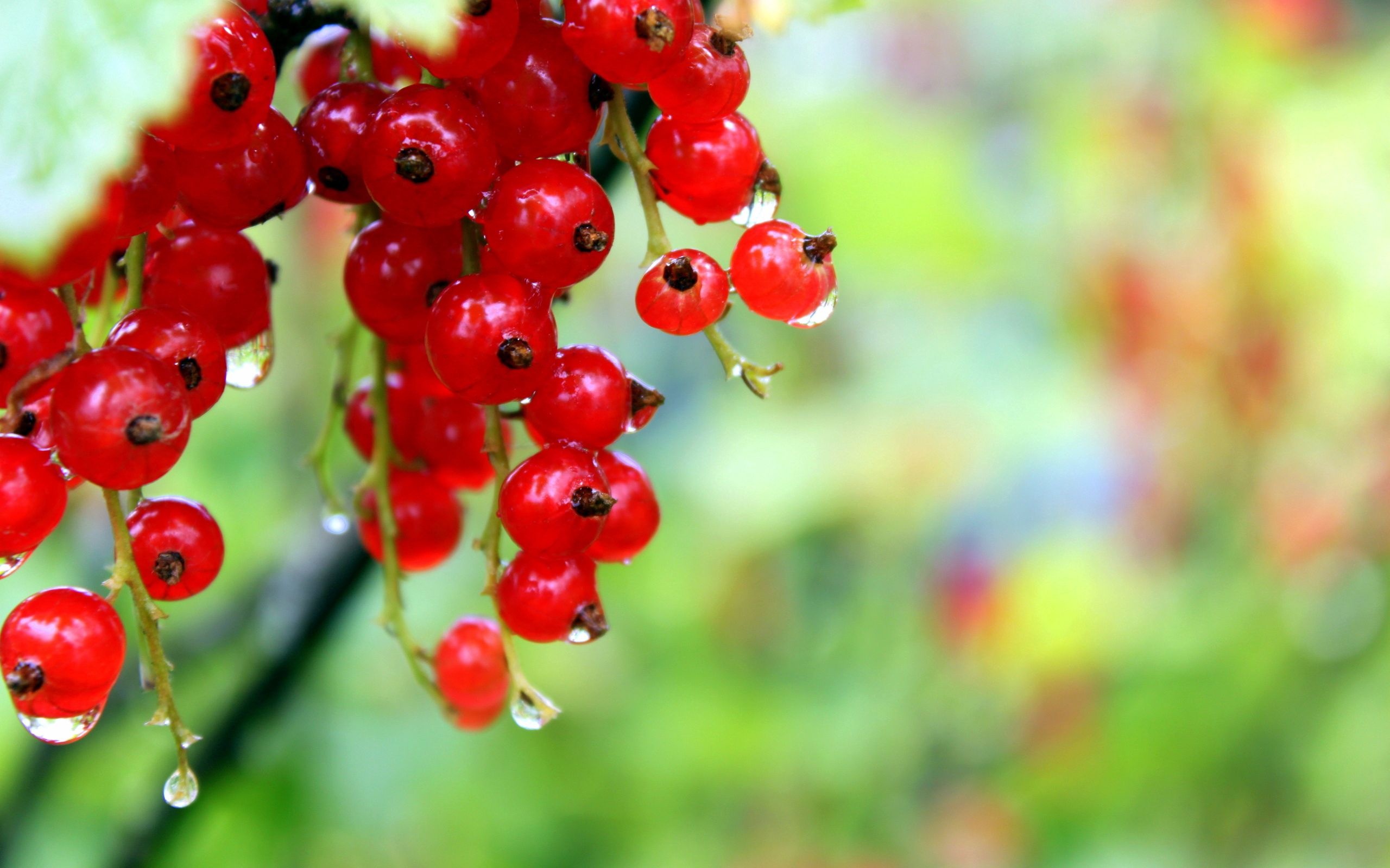Currants, Red berries, Fresh fruit, Nutritious snack, 2560x1600 HD Desktop