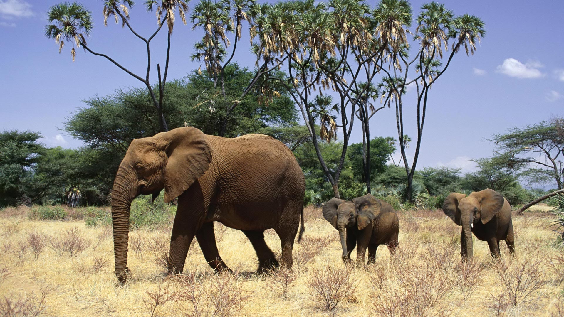 Elephants family HD, Captivating image, 1920x1080 Full HD Desktop