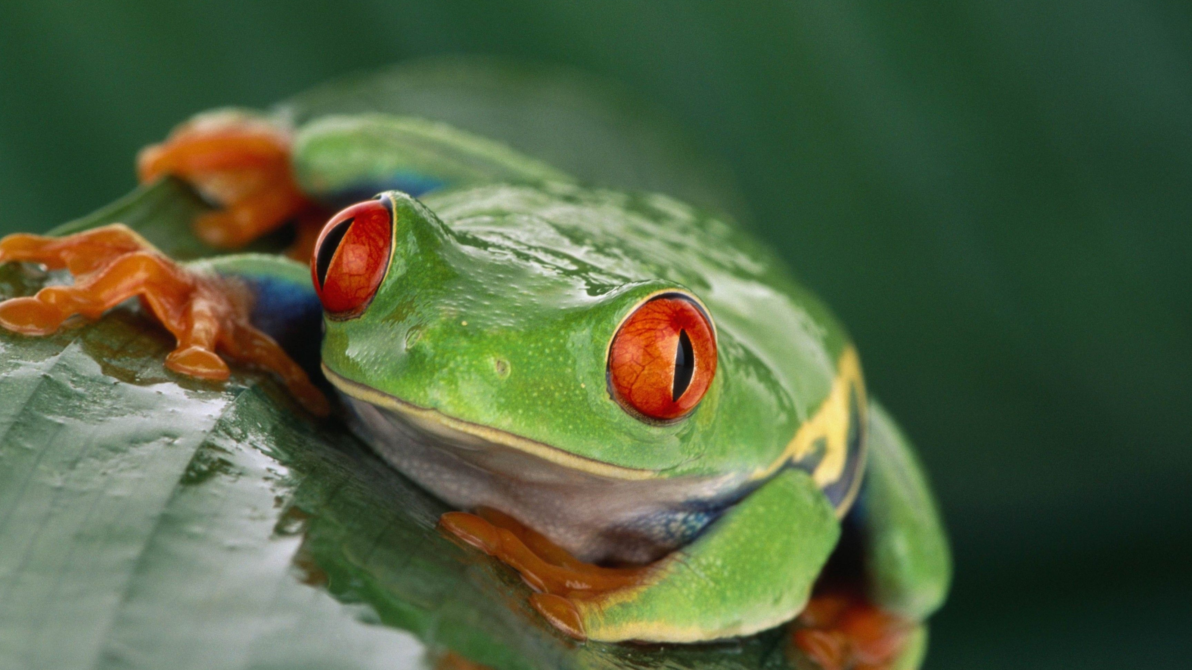 Tiere, Nature's beauty, Wildlife photography, Vibrant amphibians, 3840x2160 4K Desktop