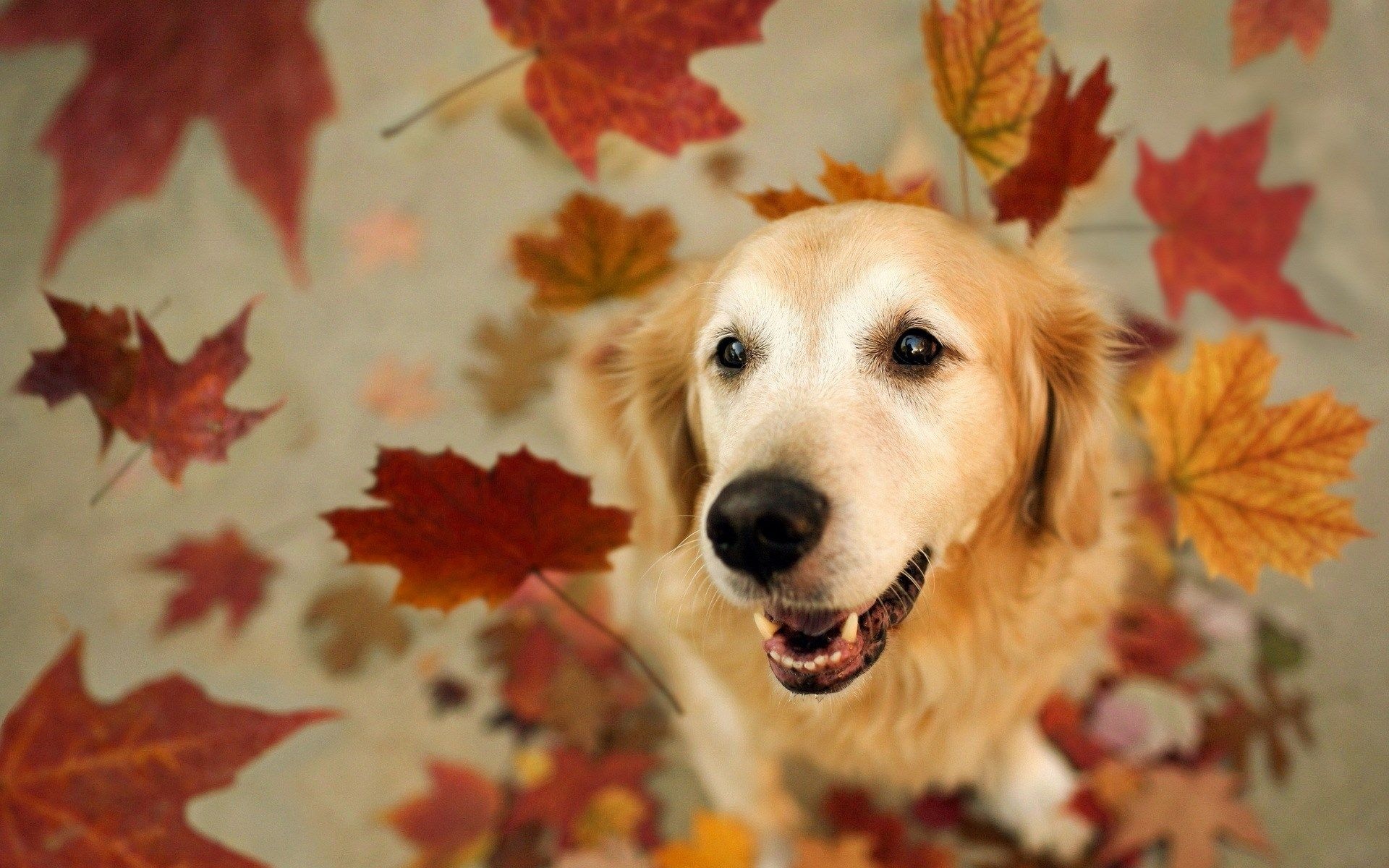 Aidi dog, Fall season, Adorable pet, Fall dog, 1920x1200 HD Desktop