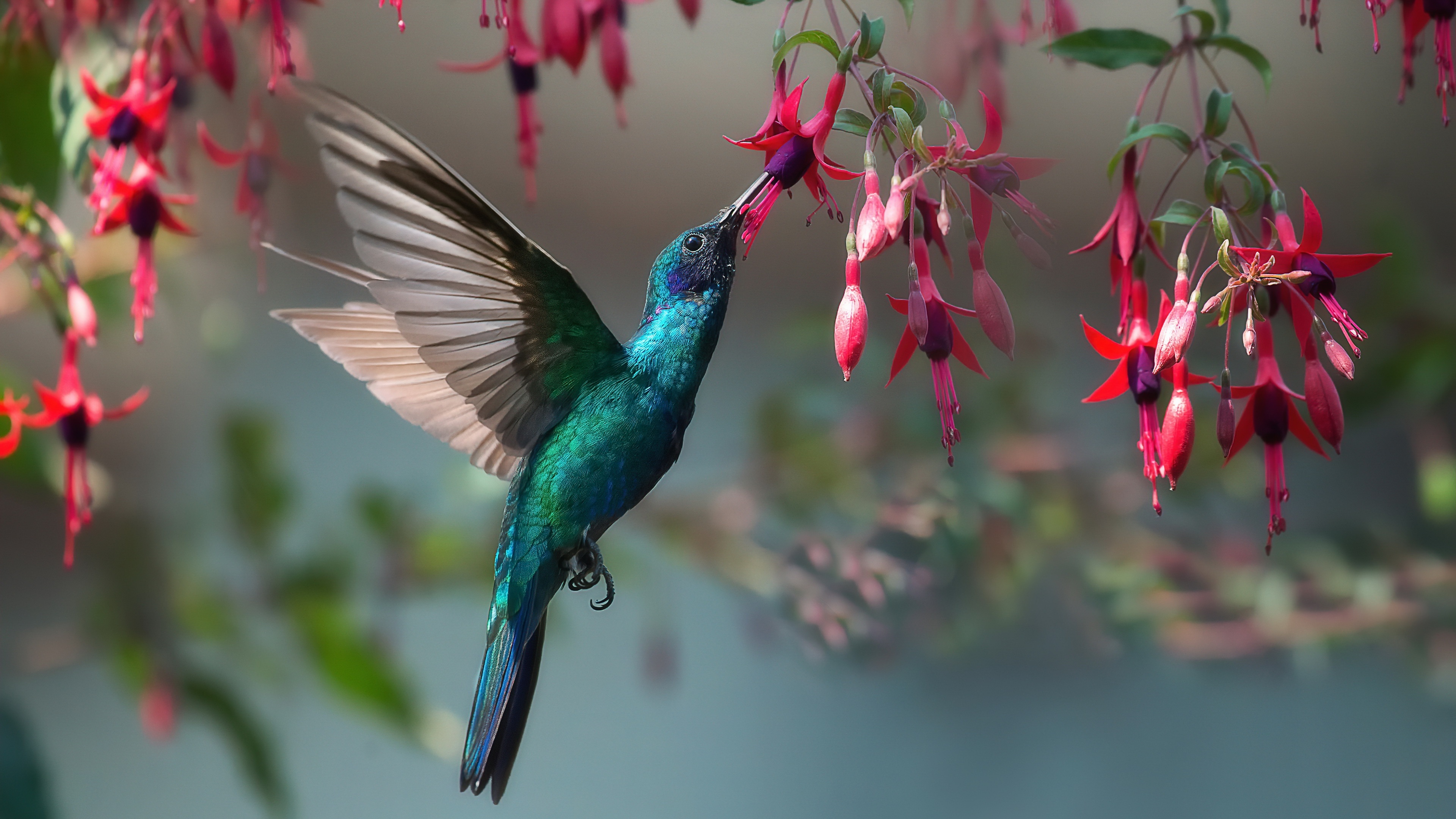 4k ultra HD wallpaper, Stunning background image, Vibrant hummingbird, Nature's wonder, 3840x2160 4K Desktop