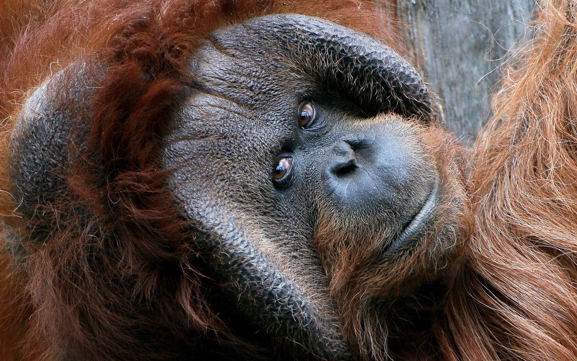 Orangutan, Primate world, Desktop wallpapers, High-quality images, 1920x1200 HD Desktop