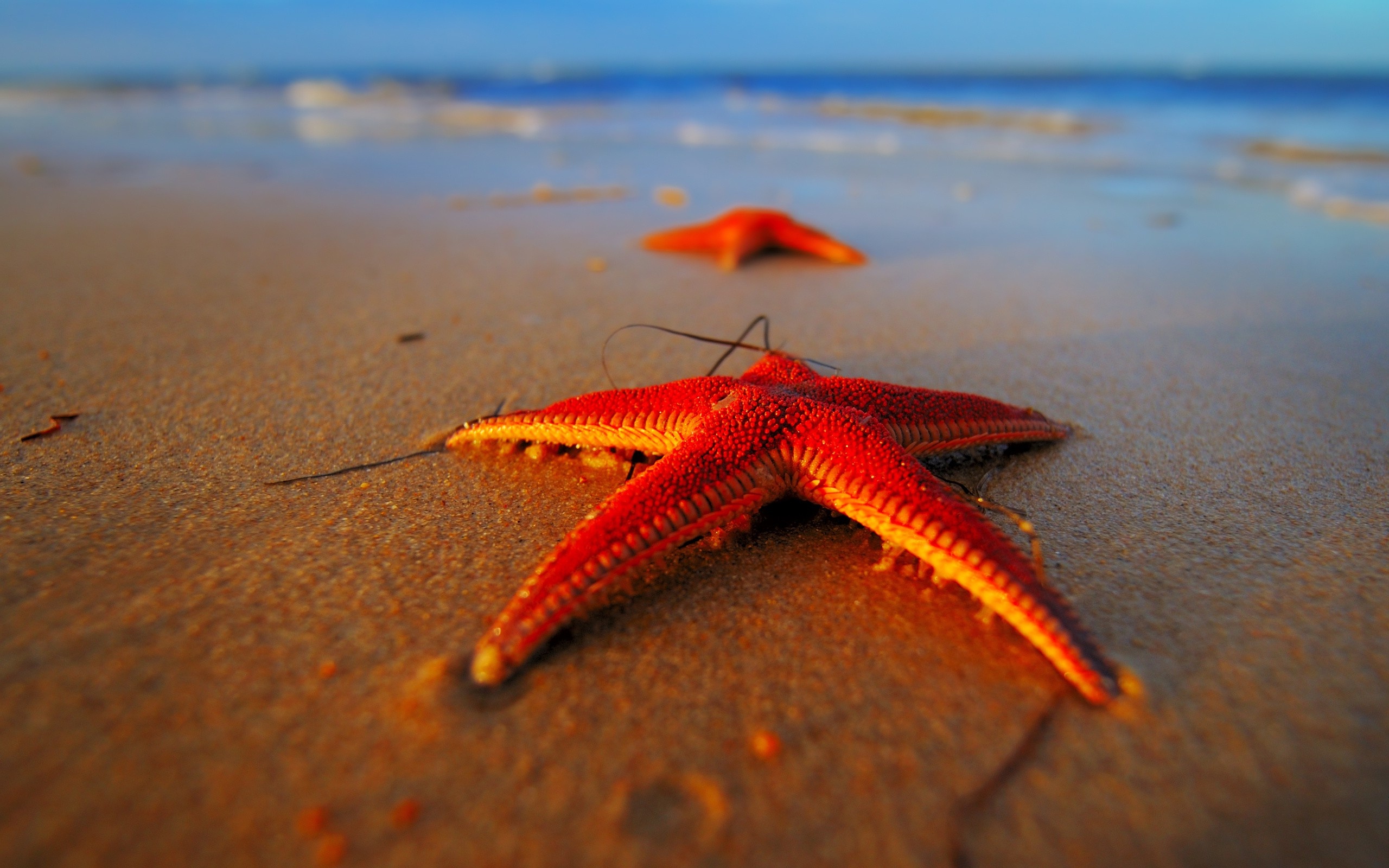 Sea Star: Have no brain or blood, Beach, Ocean, Echinoderms. 2560x1600 HD Wallpaper.