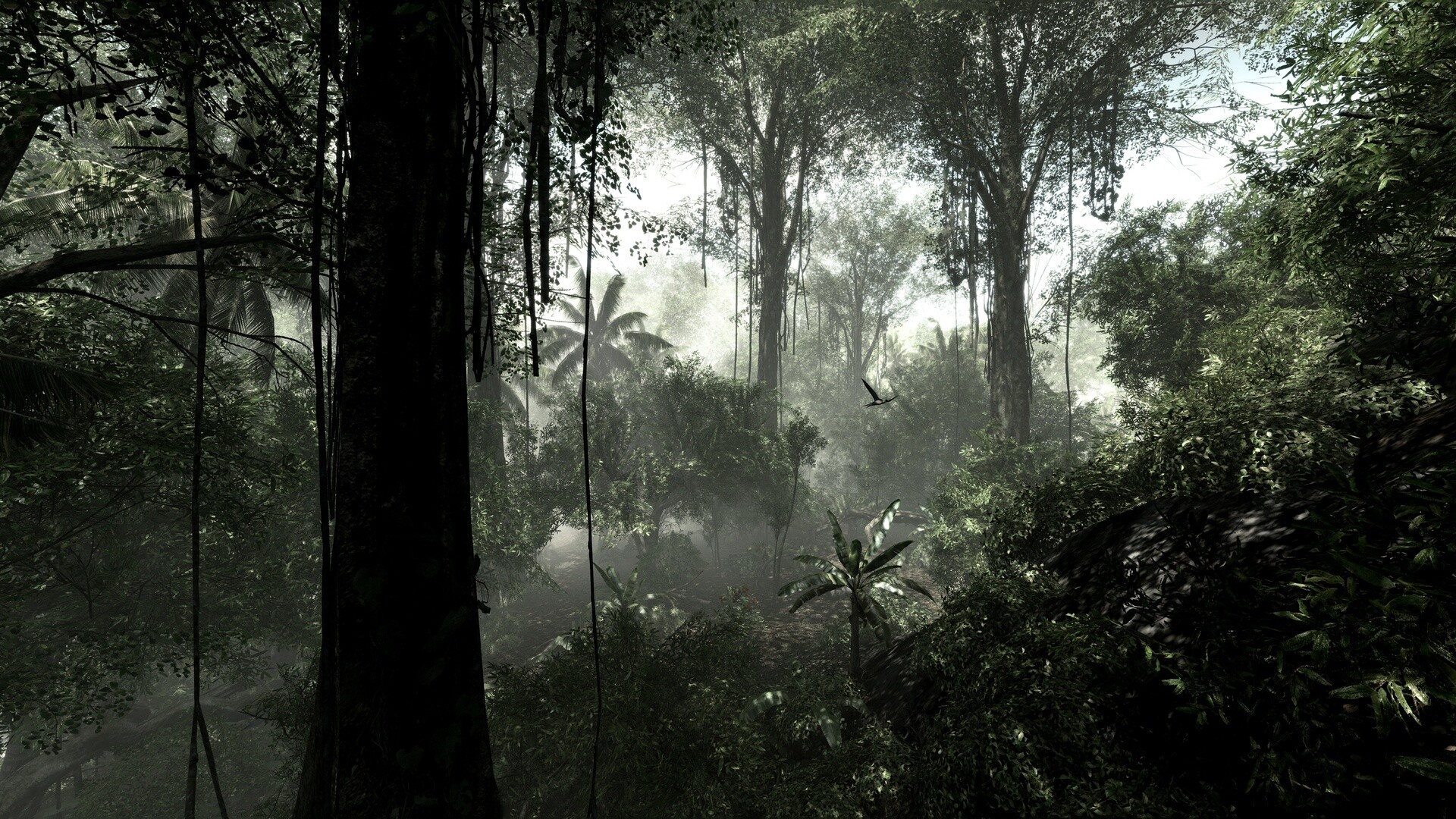 Jungle: An area located on the edge of rainforests, Middle of nowhere. 1920x1080 Full HD Wallpaper.
