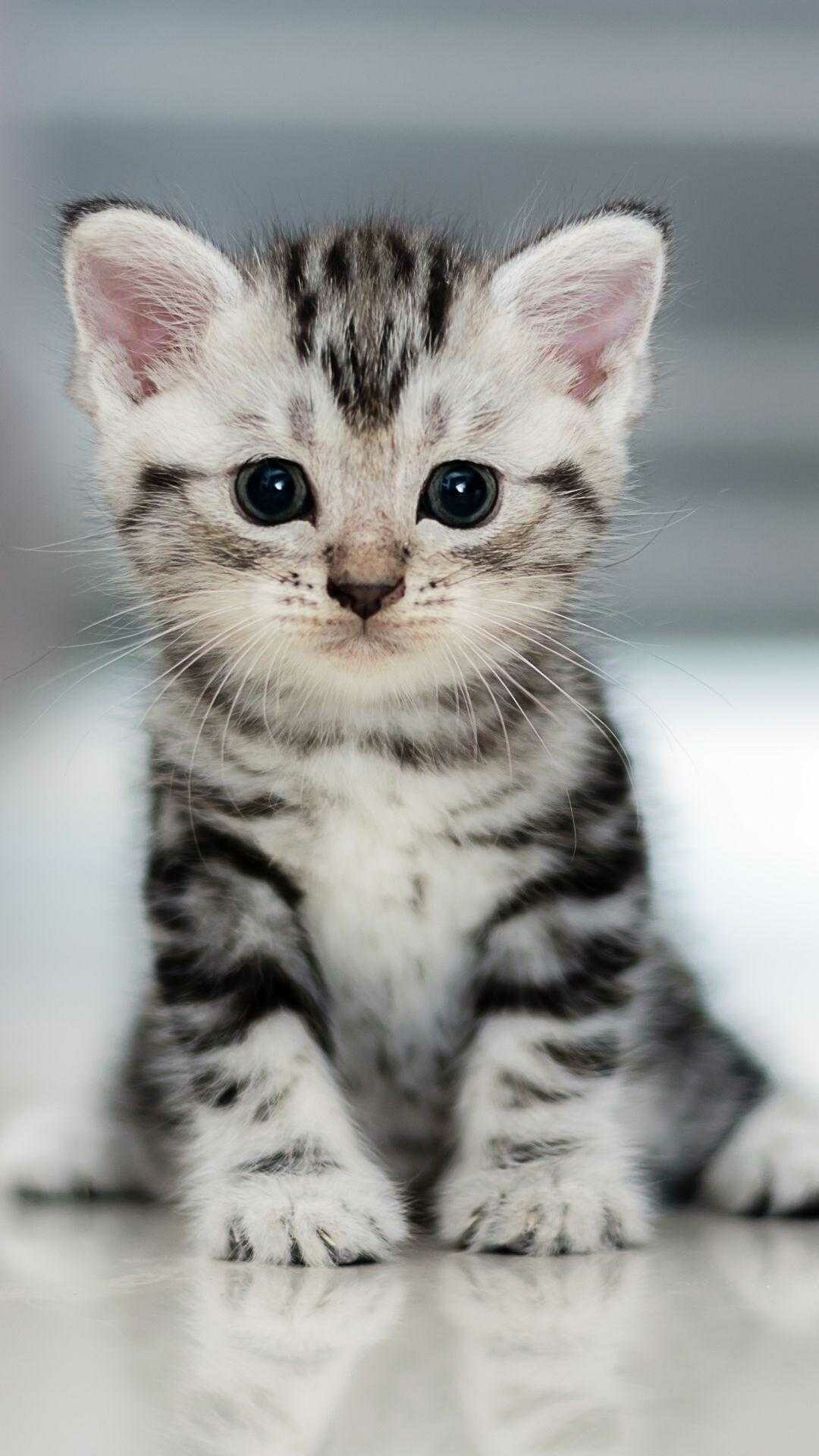 Cat, Cute and cuddly, Adorable innocence, Endearing charm, 1080x1920 Full HD Phone