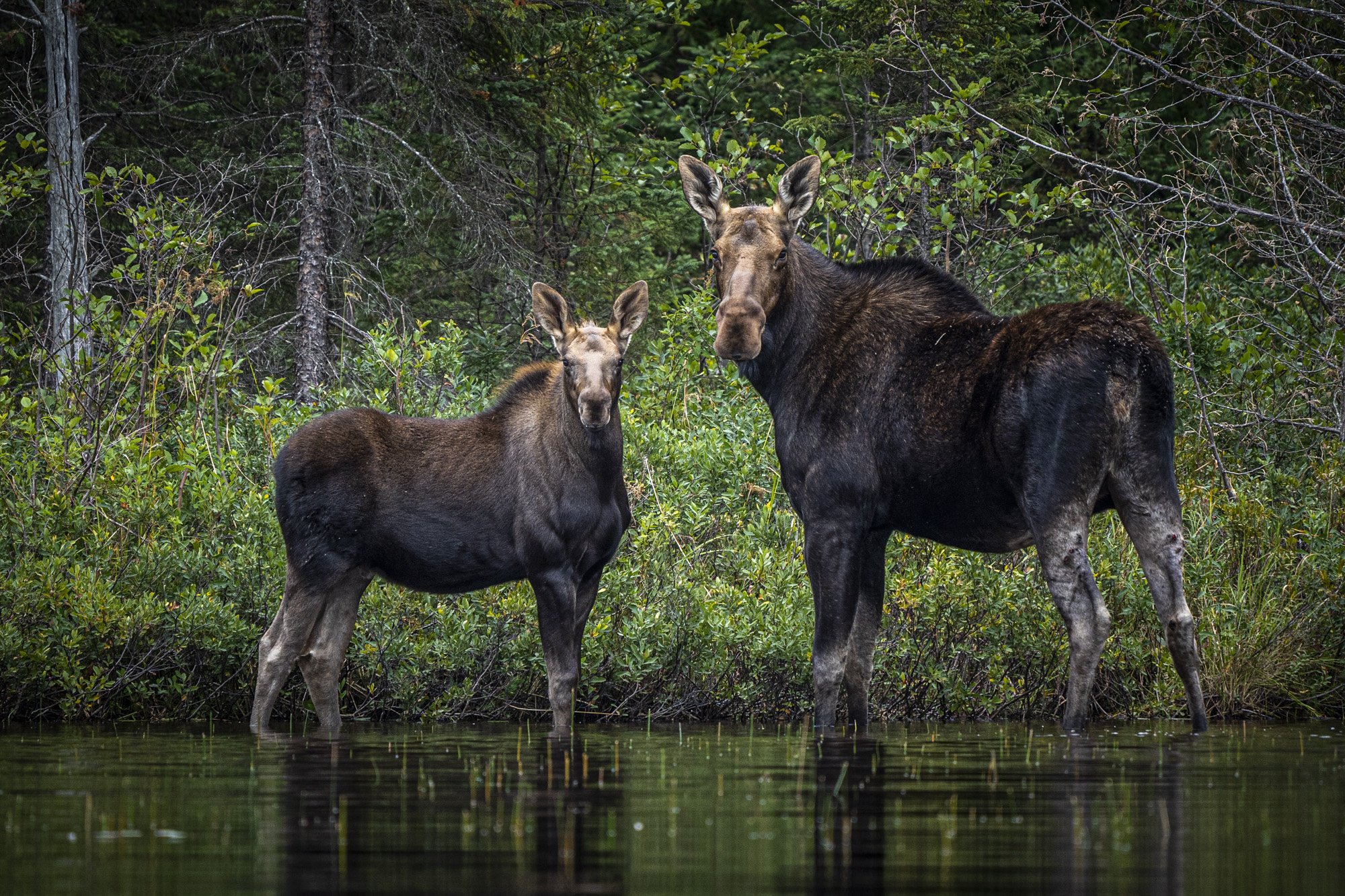 Fascinating moose facts, Superior country's wildlife, Nature's wonders, Wildlife knowledge, 2000x1340 HD Desktop