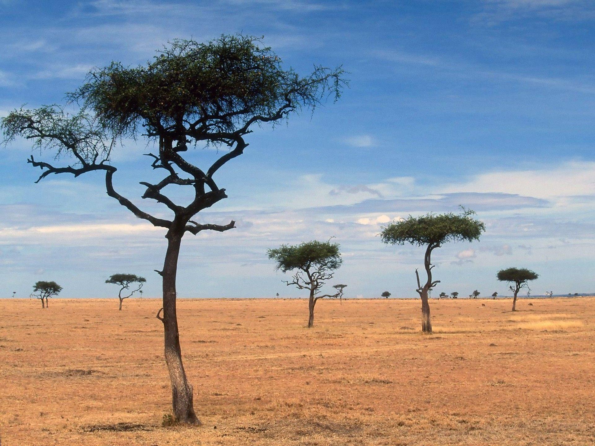 Acacia Tree, African landscape, Serene beauty, Nature's wonder, 1920x1440 HD Desktop