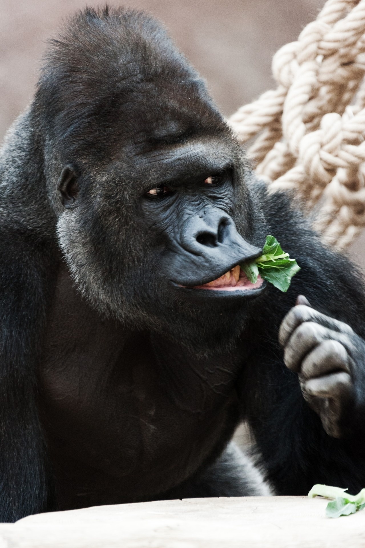 Majestic gorilla, Zoo encounter, Powerful imagery, Impressive creature, 1280x1920 HD Phone