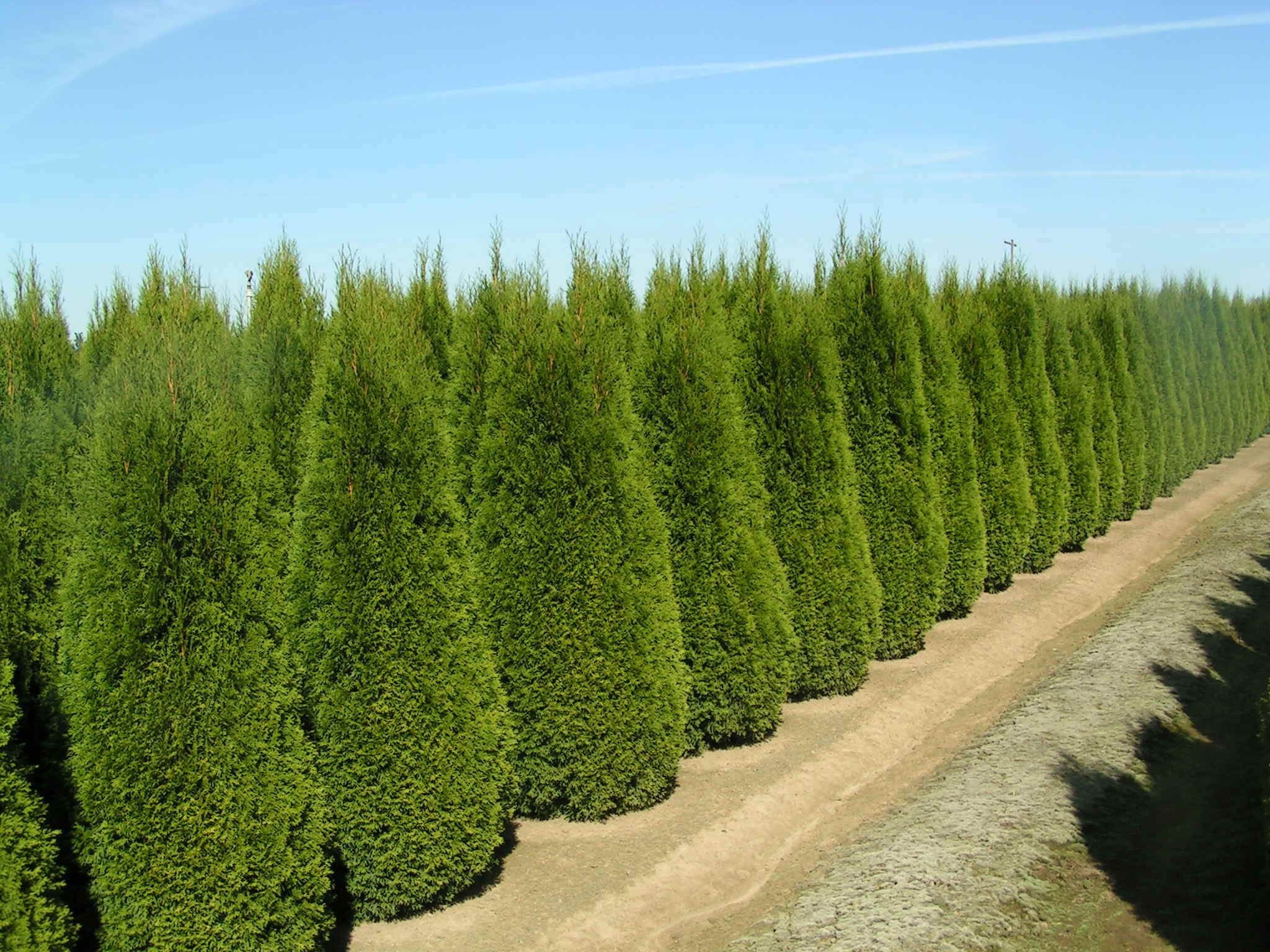 Arbervitae smaragd, Rapid-growing trees, Cypress family, Evergreen beauty, 2050x1540 HD Desktop