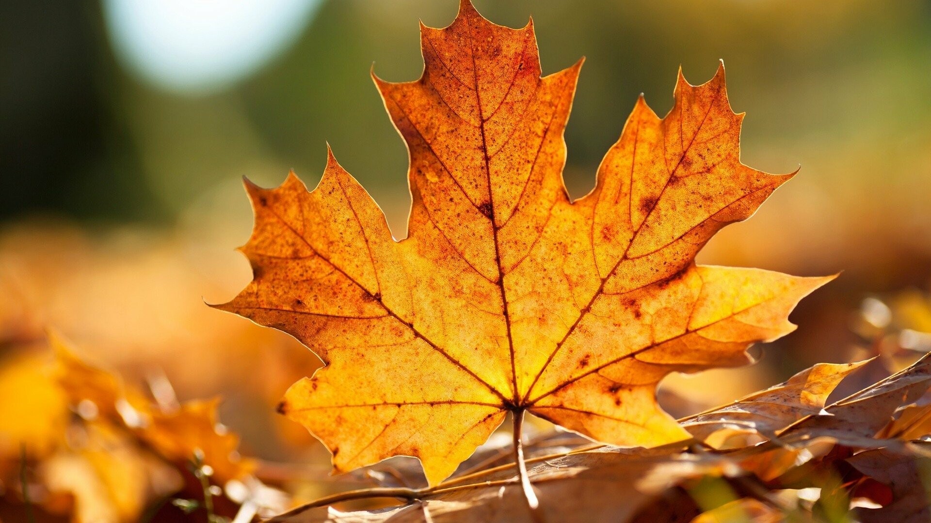 Leaf: Maple, Responsible for physiological functions in the plant, such as respiration and evaporation. 1920x1080 Full HD Background.