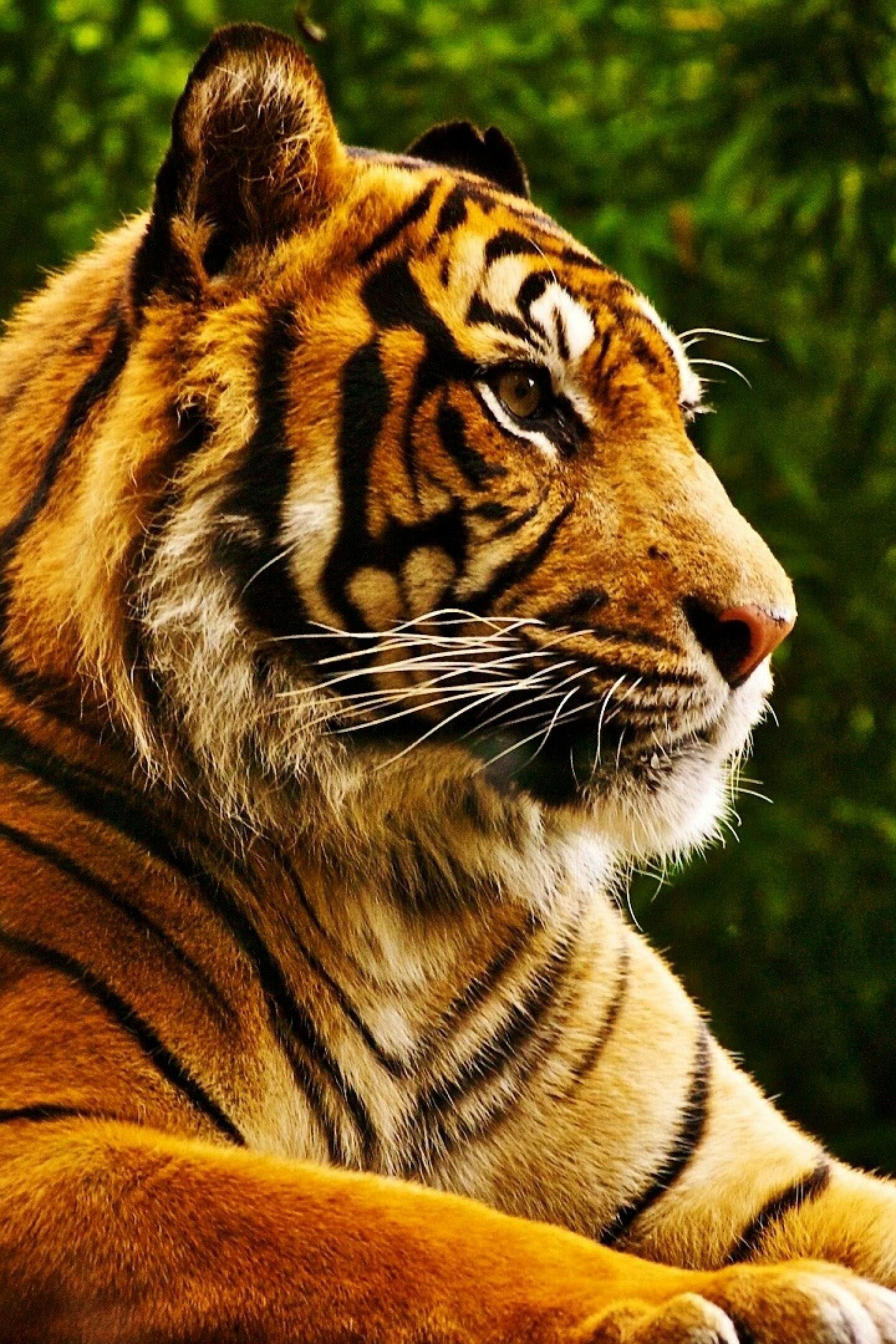 Tiger: The tiger's closest relative is the lion, Felidae. 1440x2160 HD Background.