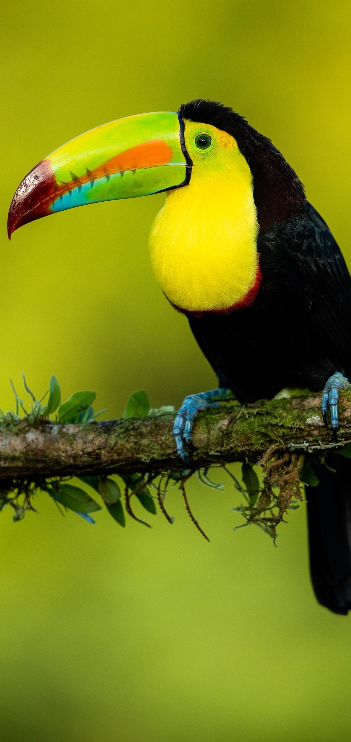 Tropical bird, Colorful creature, Exotic wildlife, Beautiful plumage, 1440x3040 HD Handy