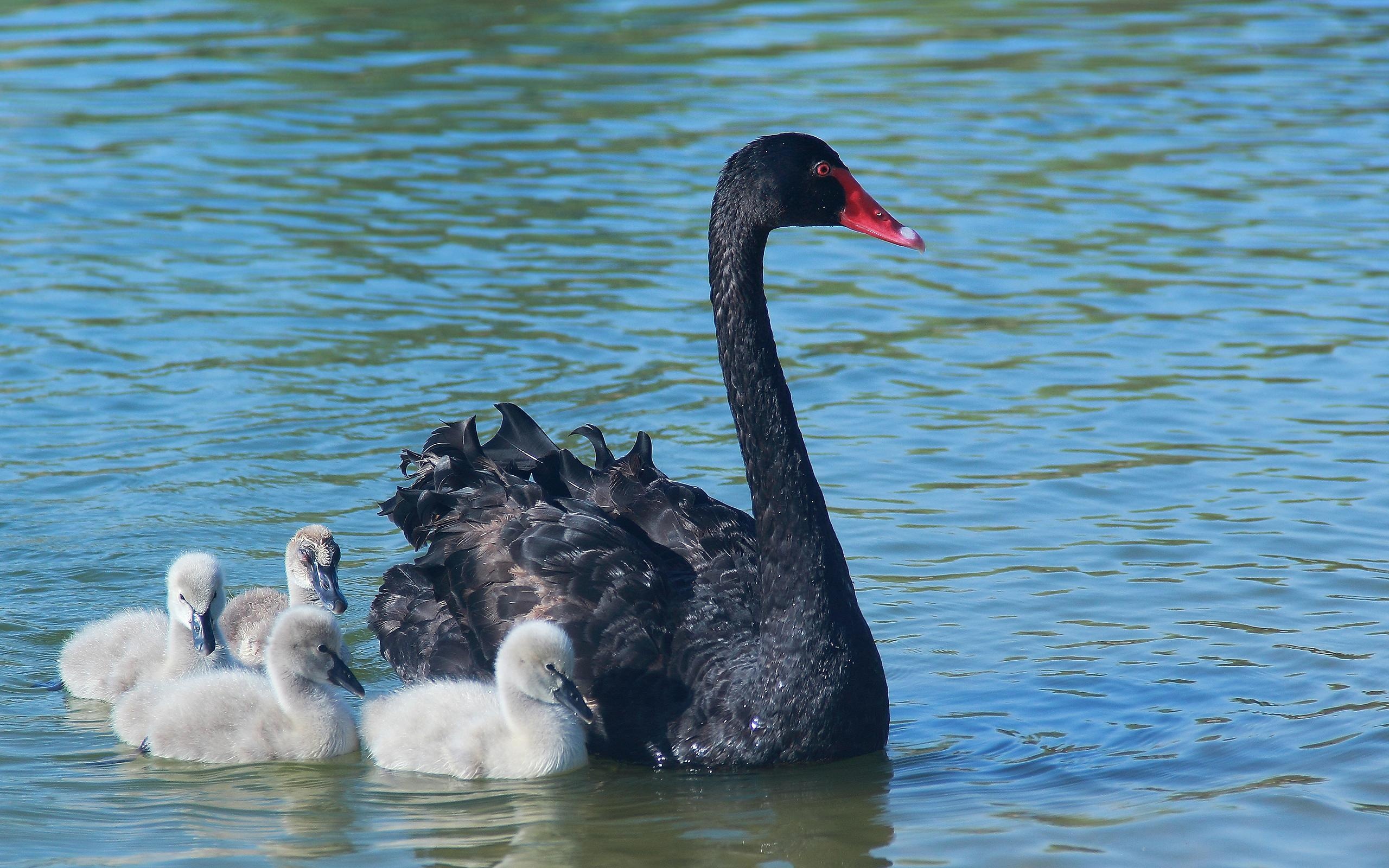 Black Swan (Bird): Utters a musical and far-reaching bugle-like sound called either on the water or in flight, as well as a range of softer crooning notes. 2560x1600 HD Wallpaper.