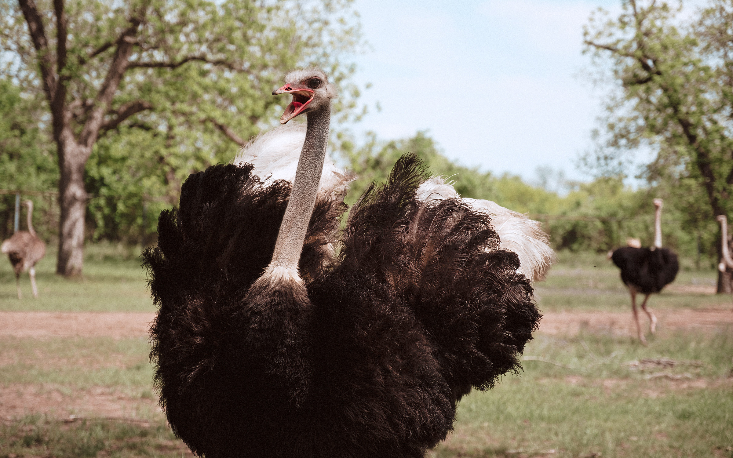 Texas ostrich industry, Rise and fall, Wildlife economics, Avian farming, 2400x1500 HD Desktop