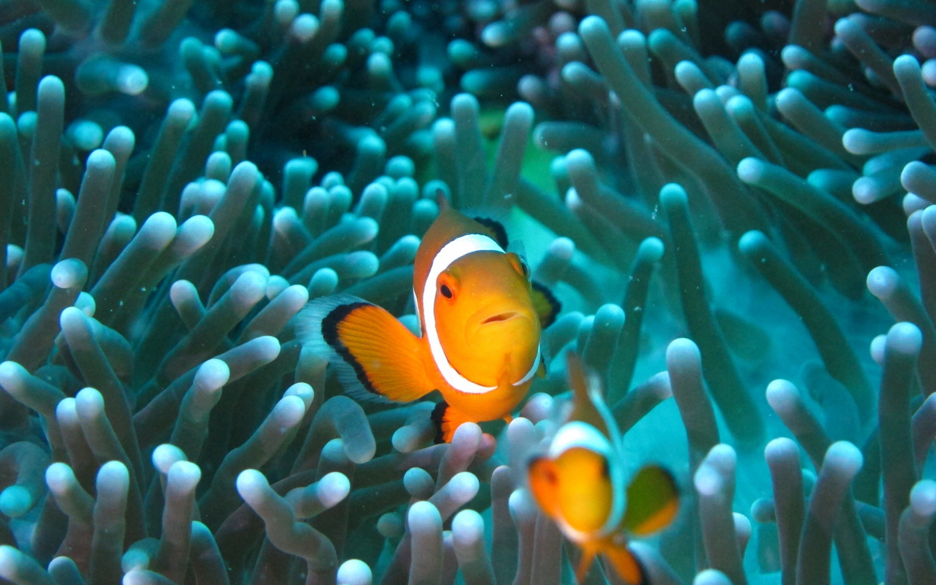 Download wallpaper, Clownfish underwater beauty, Widescreen background, Stunning HD image, 1920x1200 HD Desktop