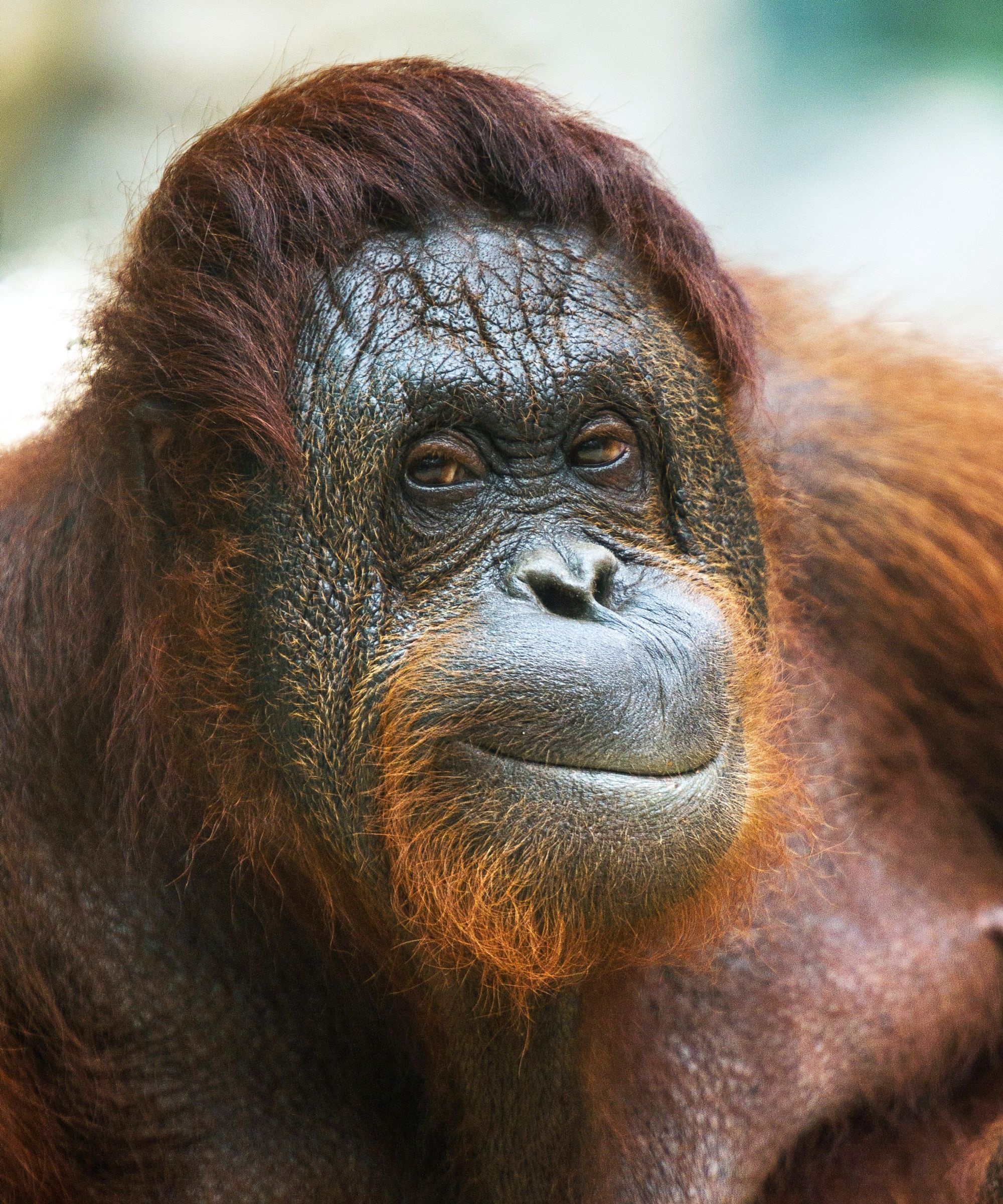Orangutan, Magical encounters, Illusions and tricks, Captivated creature, 2000x2400 HD Phone