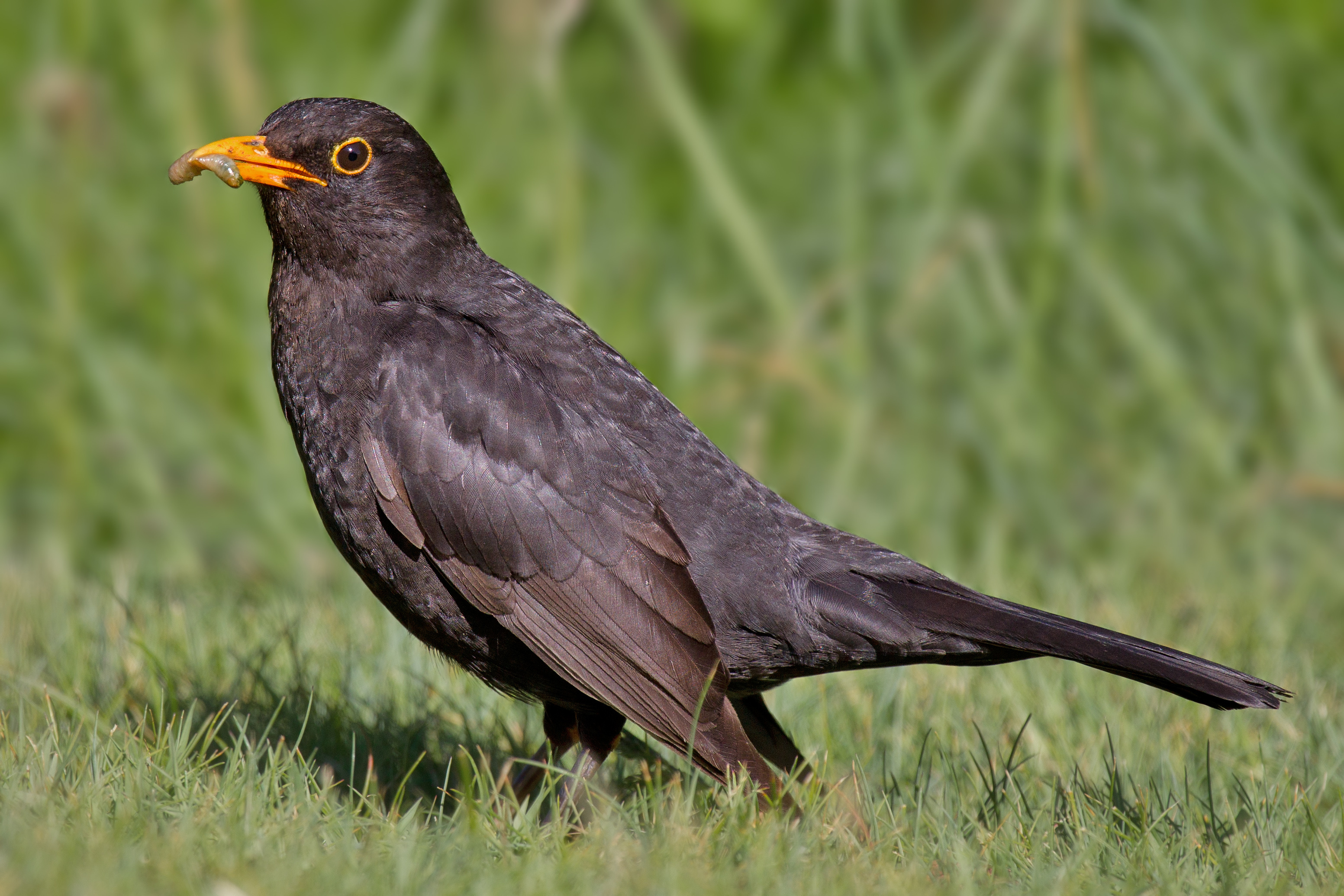 Common Blackbird, HQ wallpapers, High-quality pictures, 4K resolution, 3110x2070 HD Desktop